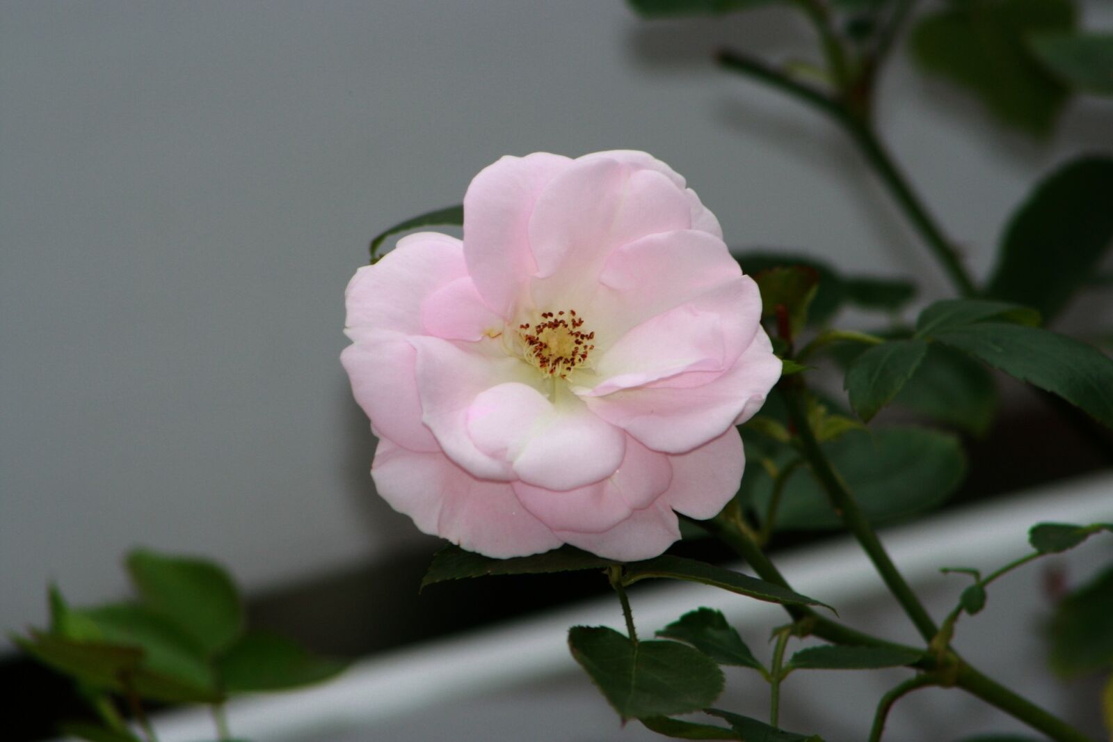 Canon EOS 1000D (EOS Digital Rebel XS / EOS Kiss F) sample photo. Pink, blossom, bloom photography
