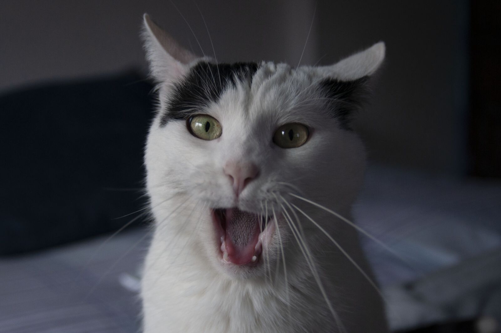 Nikon D90 sample photo. Cats, portrait, feline photography