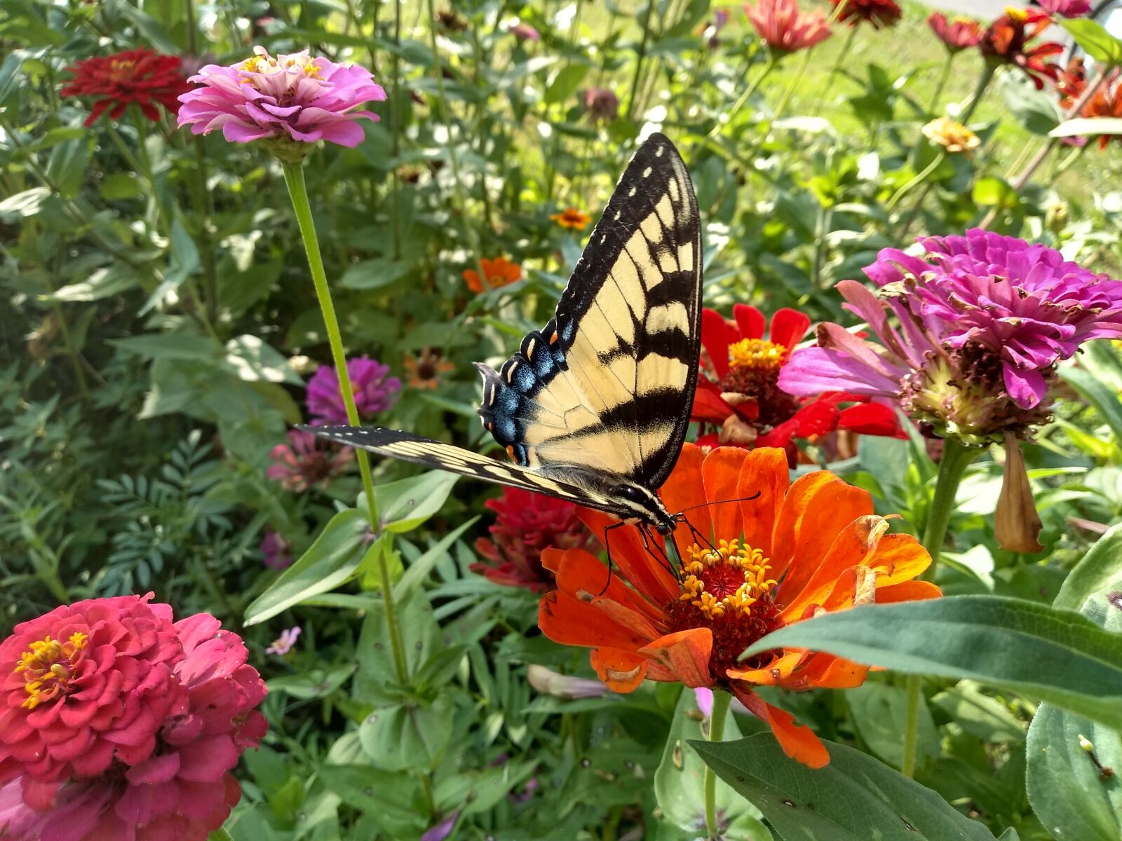 Motorola moto g(6) play sample photo. Nature, butterfly, flower photography