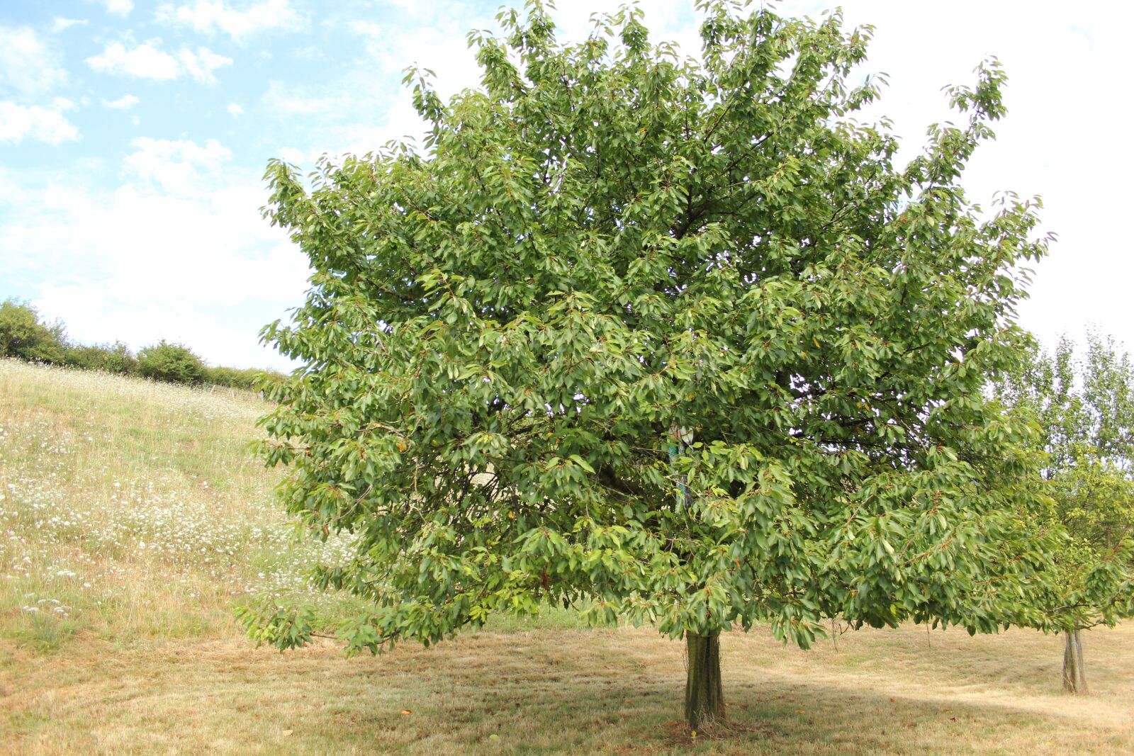 Canon EOS 550D (EOS Rebel T2i / EOS Kiss X4) sample photo. Tree, france, green photography