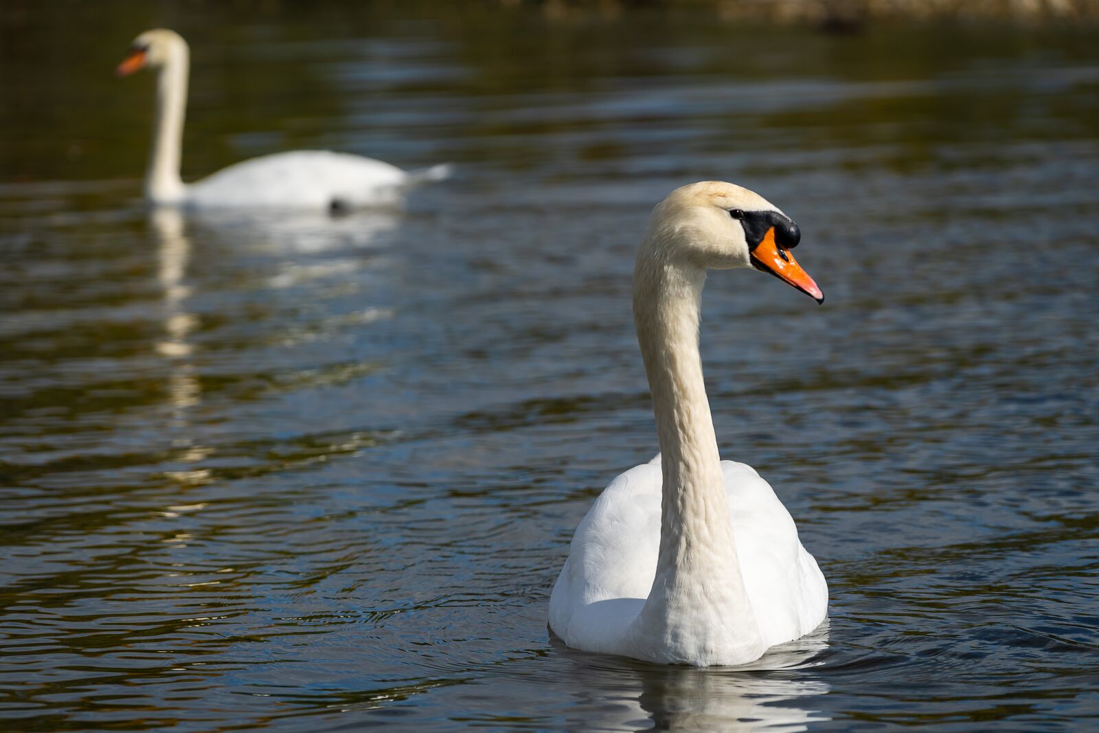 Sony a7 III + Sony FE 70-200mm F4 G OSS sample photo. Animal, bird, swan photography