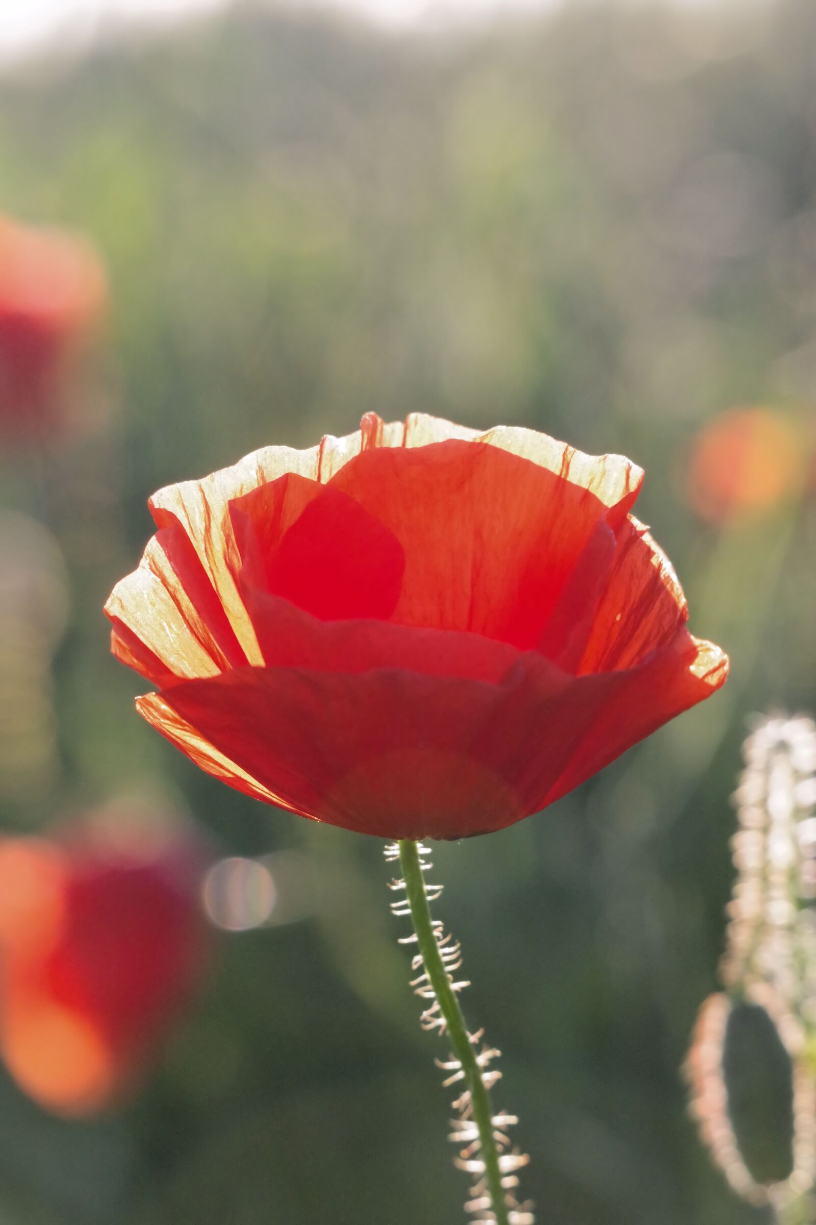 Pentax K-70 sample photo. Poppy, nature, summer photography