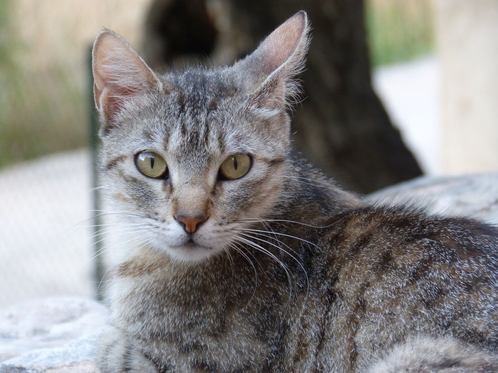Panasonic DMC-FZ62 sample photo. Cat, pet, feline photography