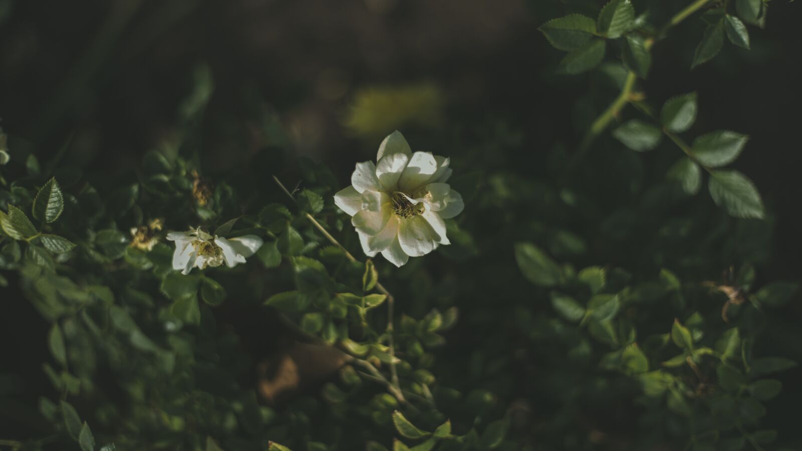 Canon EOS 6D + Canon EF 50mm F1.8 STM sample photo. Flower, nature, plant photography