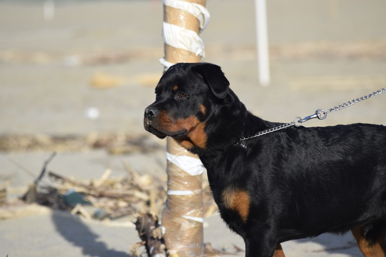 Nikon D3300 sample photo. Dog, animal, beach photography
