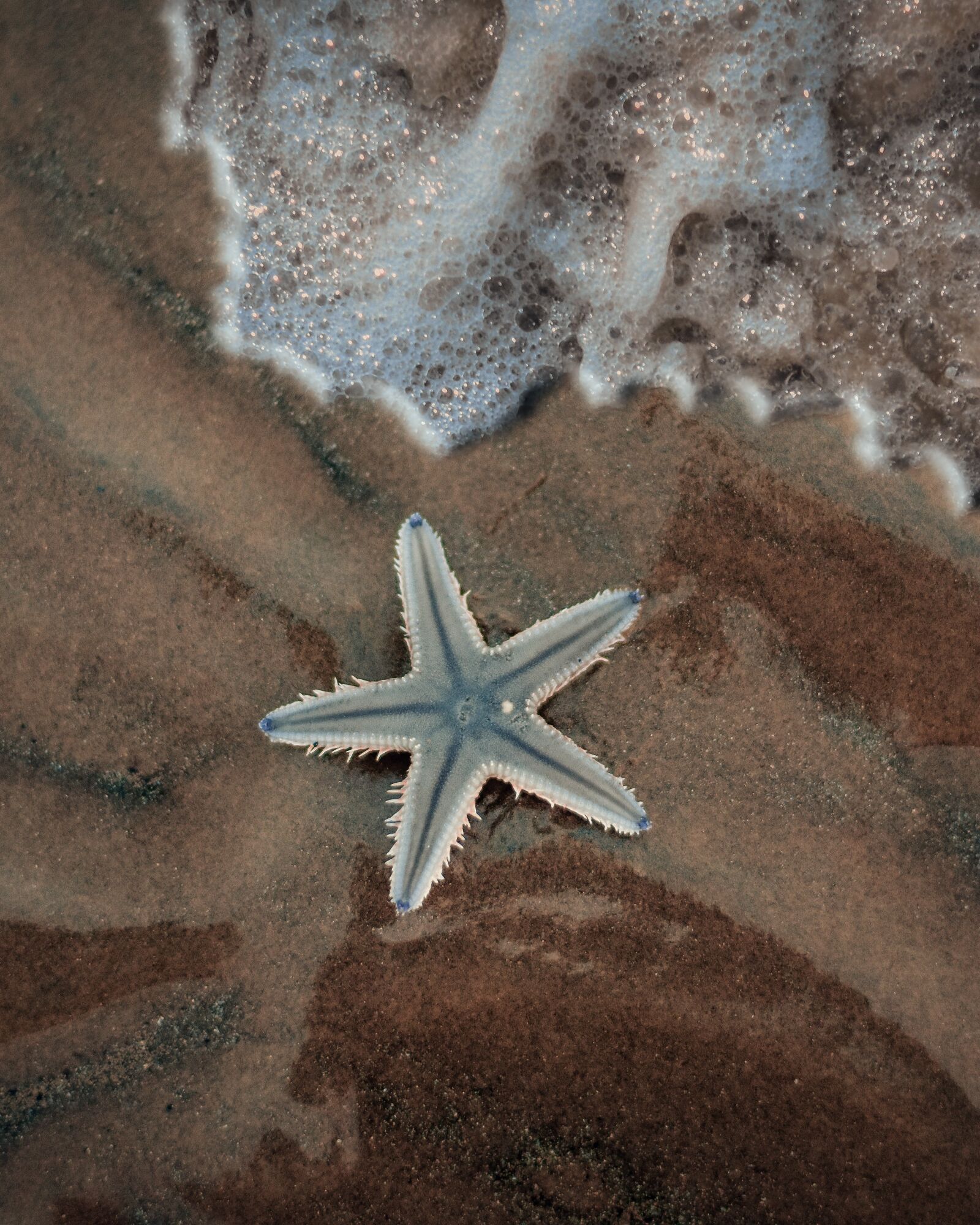 Nikon D7200 sample photo. Starfish, sea, beach photography