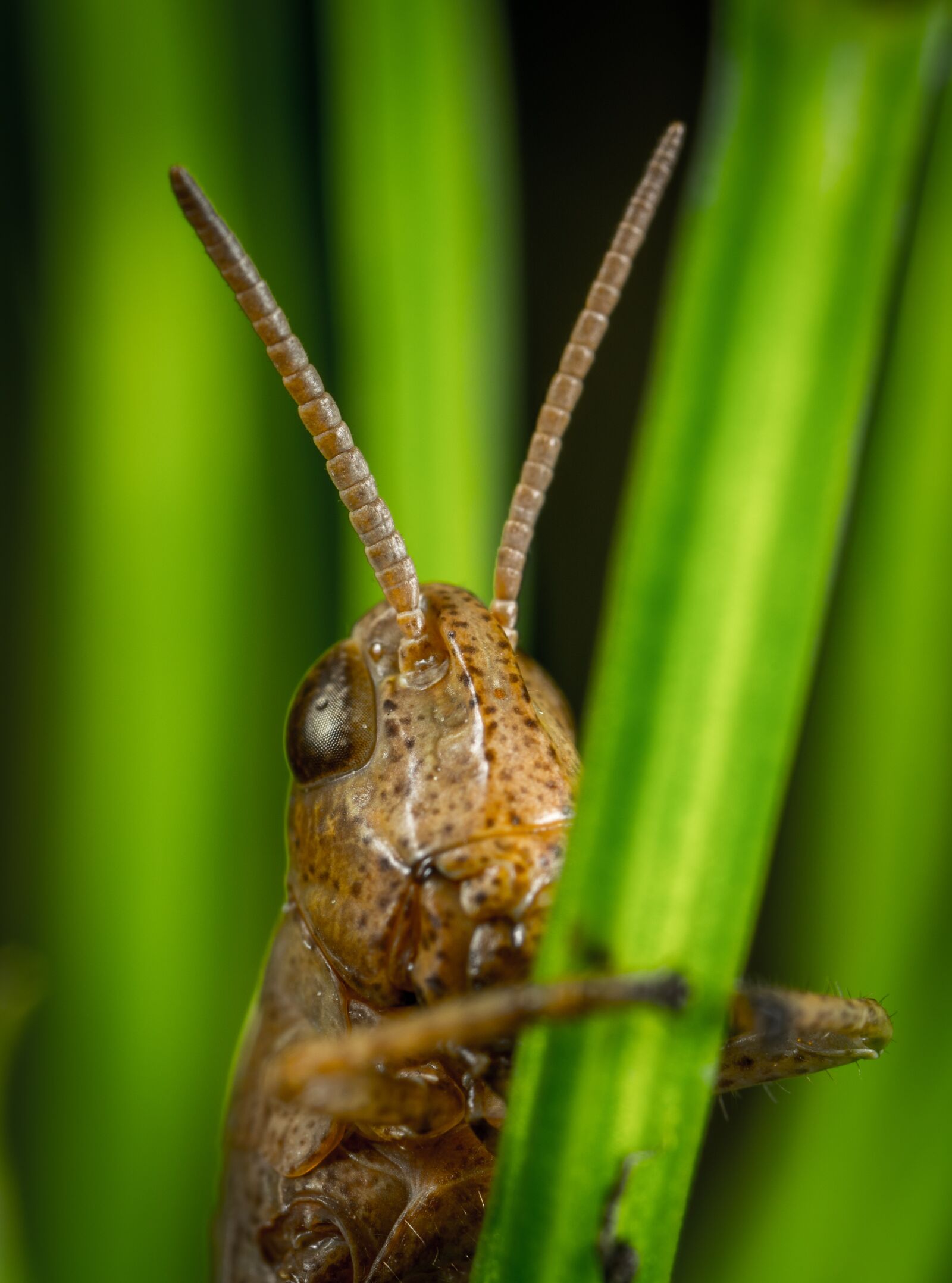 #124 65/2.8 sample photo. Insect, bespozvonochnoe, animals photography