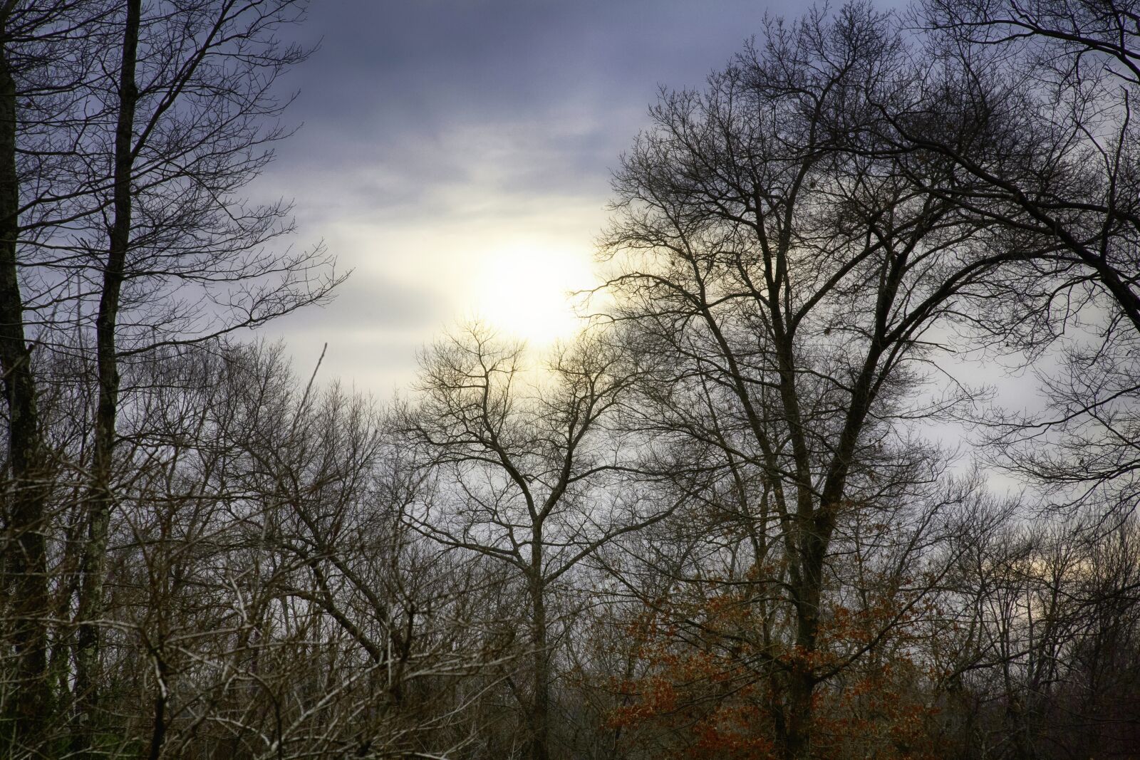 Canon EOS 5D + Canon EF 24-105mm F4L IS USM sample photo. Sunset, woods, winter photography