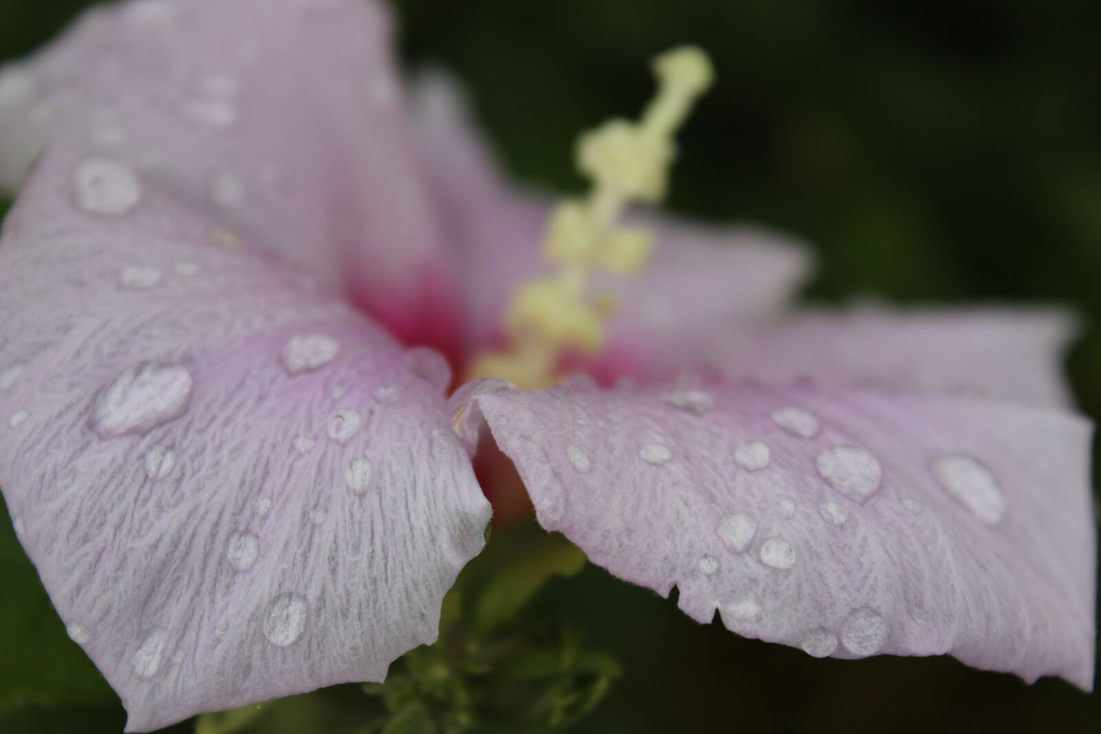 Canon EOS 600D (Rebel EOS T3i / EOS Kiss X5) sample photo. Flower, summer, summer flower photography