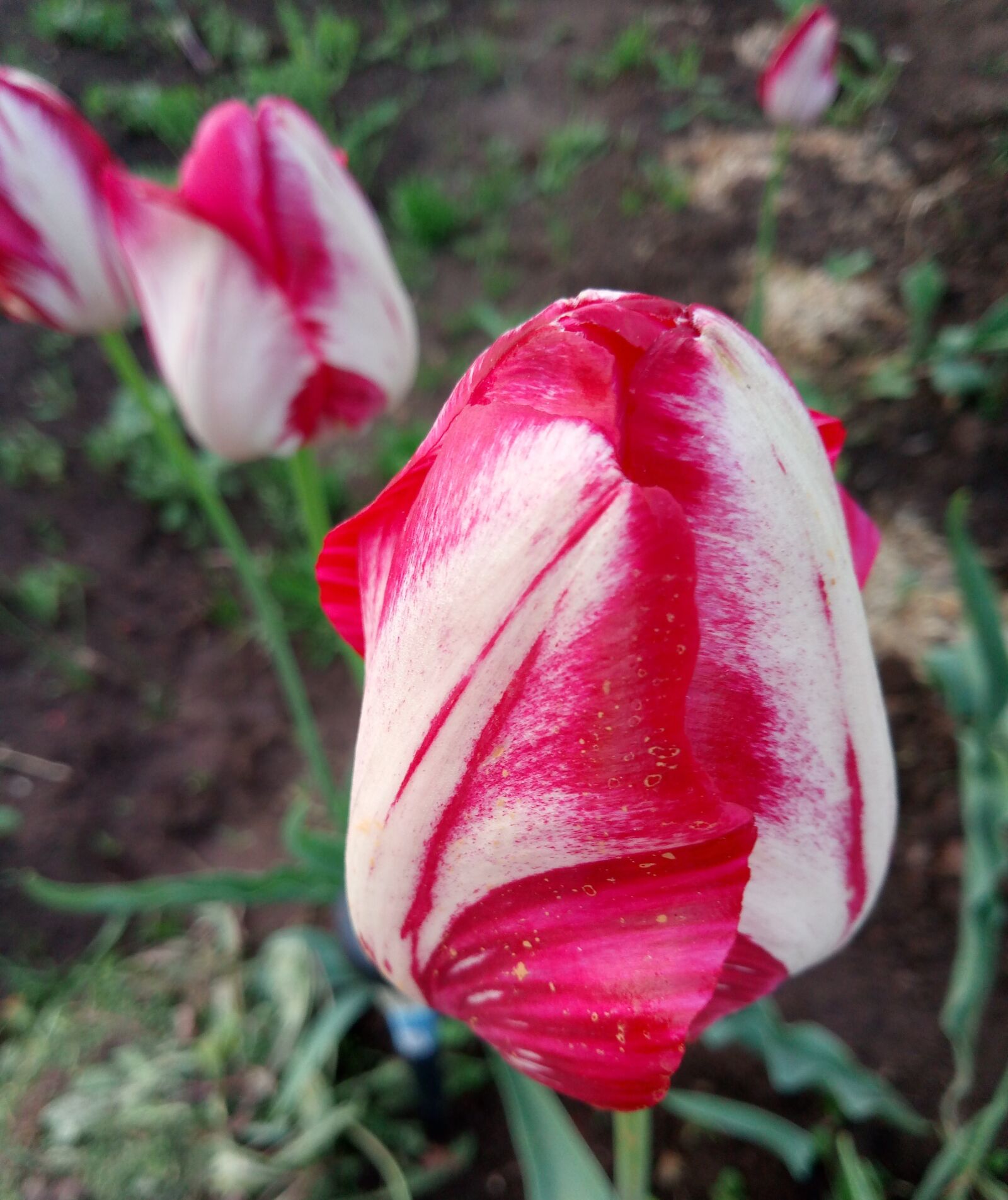 Meizu M5 sample photo. Tulips, summer, flowers photography