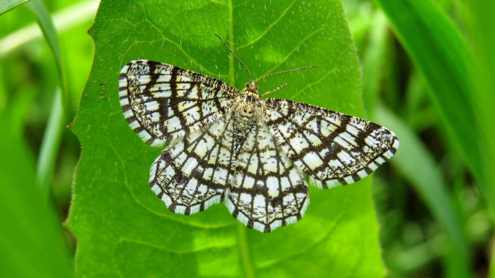 Canon PowerShot SX50 HS sample photo. Butterfly, macro, nature photography