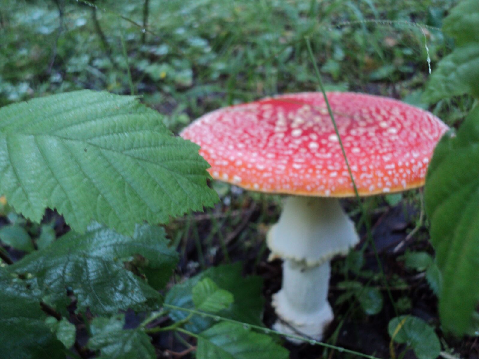 Sony DSC-S2100 sample photo. "Forest, autumn, mushrooms" photography