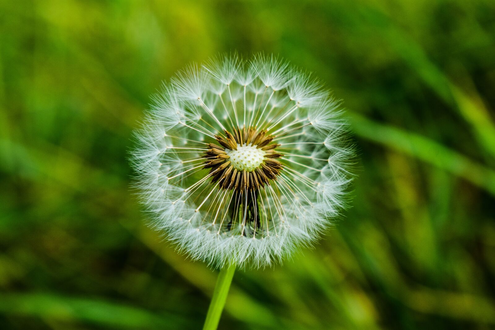 Nikon D3400 sample photo. Dandelion, foreground, spring photography