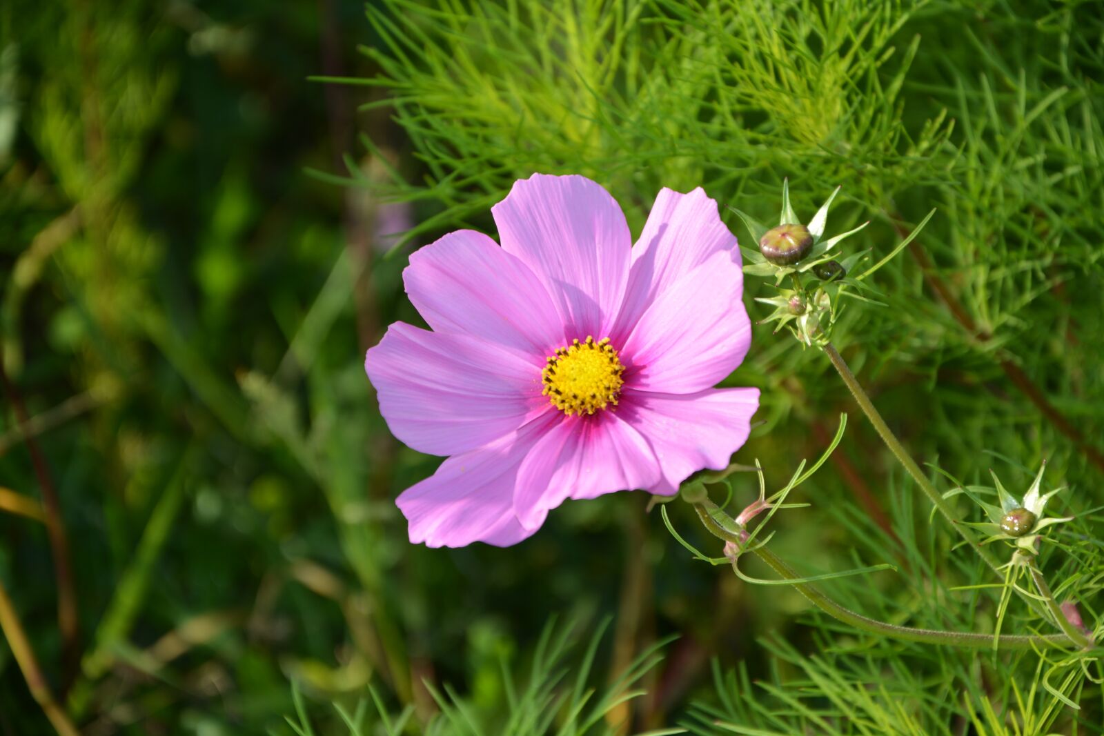 Nikon D5200 sample photo. Purple flower, green leaves photography