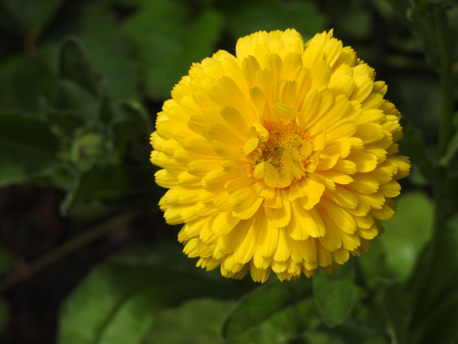 Nikon Coolpix P900 sample photo. Flower, garden, yellow flower photography