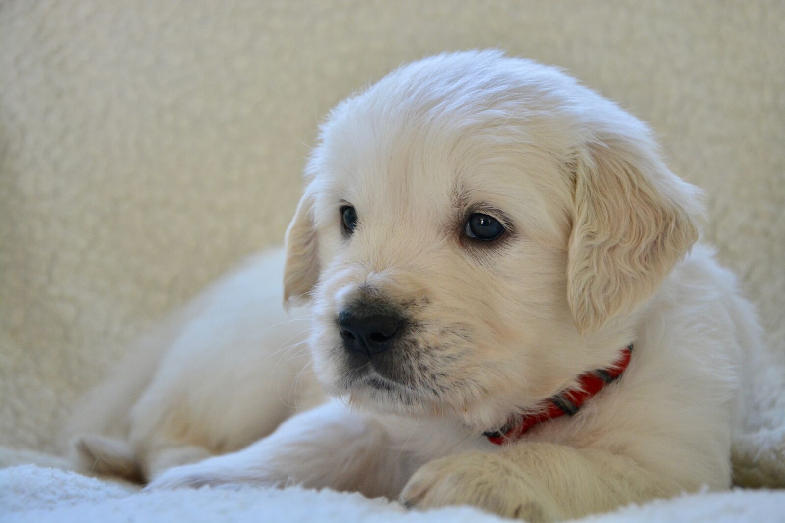 Nikon D5200 sample photo. Puppy, pup, puppies photography