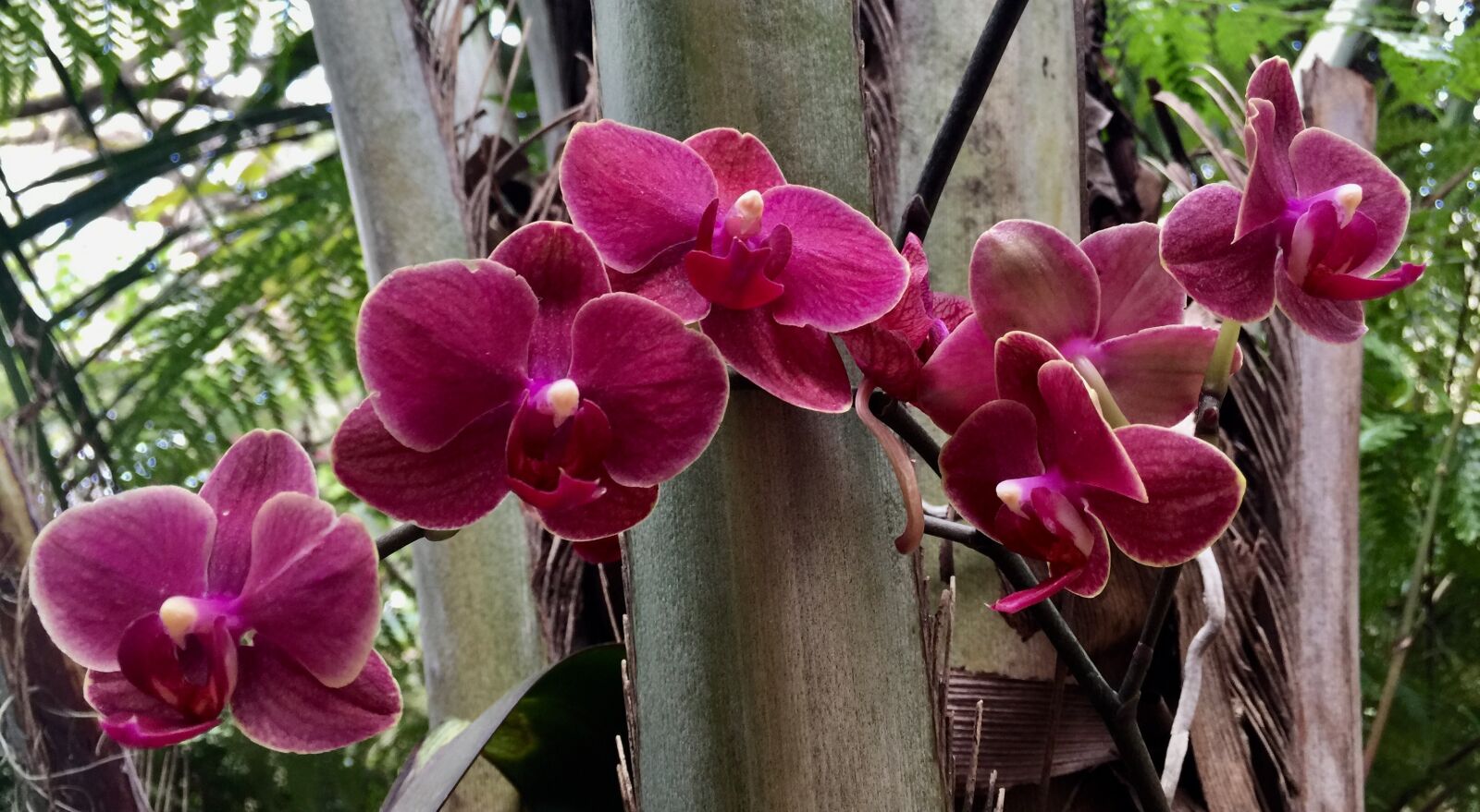 iPhone 6 Plus back camera 4.15mm f/2.2 sample photo. Orchids, flowers, exotic photography