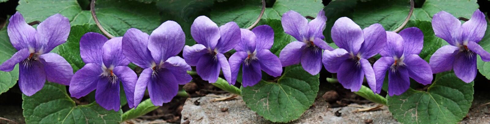 Olympus TG-5 sample photo. Flowers, violets, plants photography
