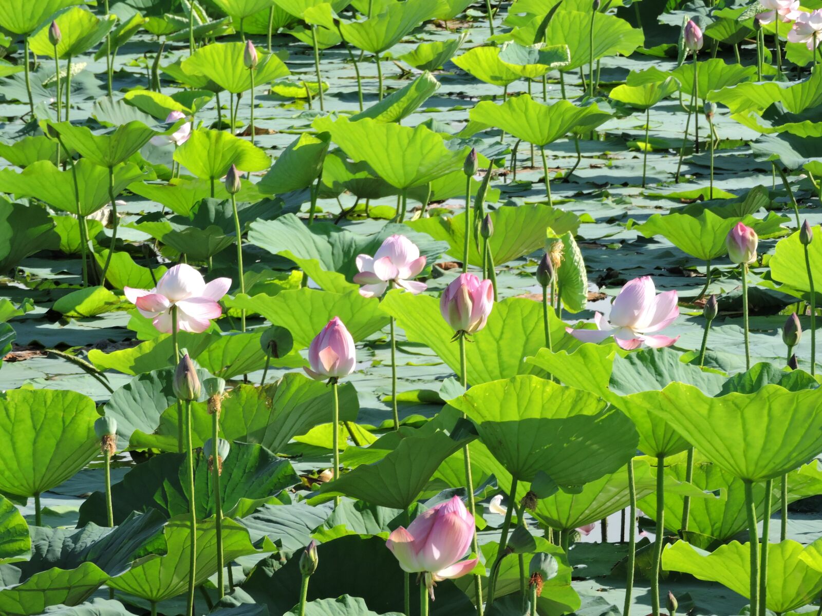Nikon Coolpix P600 sample photo. Lotus, marsh, natural photography