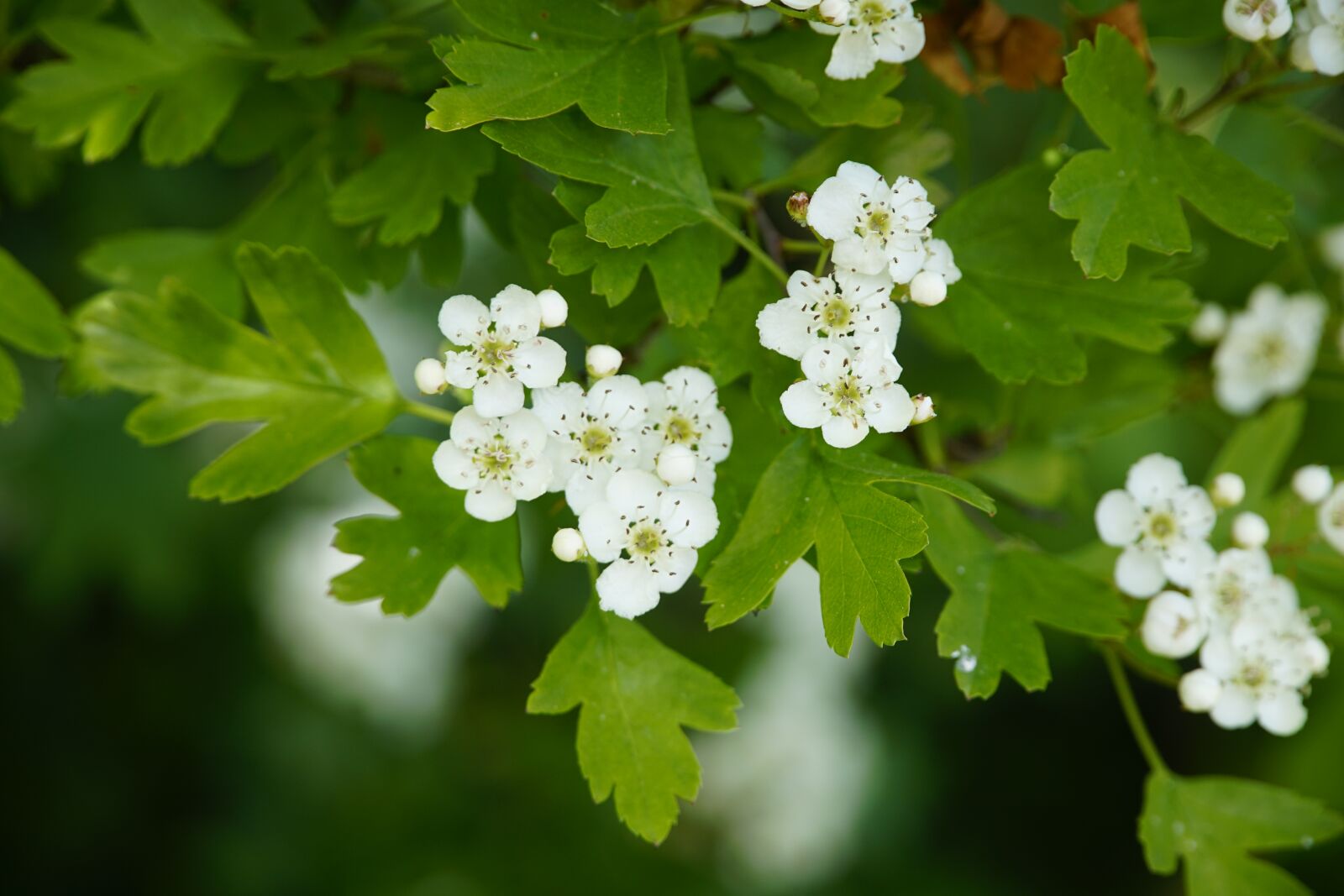 Sony a7R II + Sony E PZ 18-105mm F4 G OSS sample photo. Crataegus, white, hawthorn photography