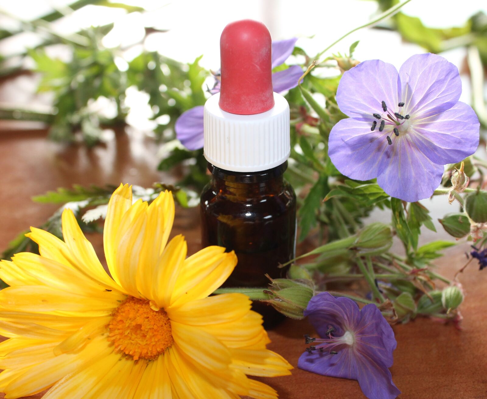Canon EOS 1100D (EOS Rebel T3 / EOS Kiss X50) sample photo. Natural medicine, flower essences photography