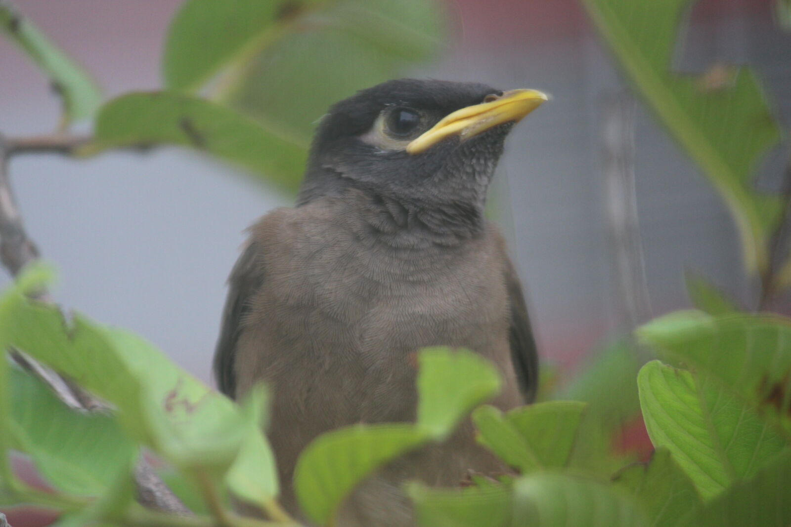 Canon EOS 700D (EOS Rebel T5i / EOS Kiss X7i) sample photo
