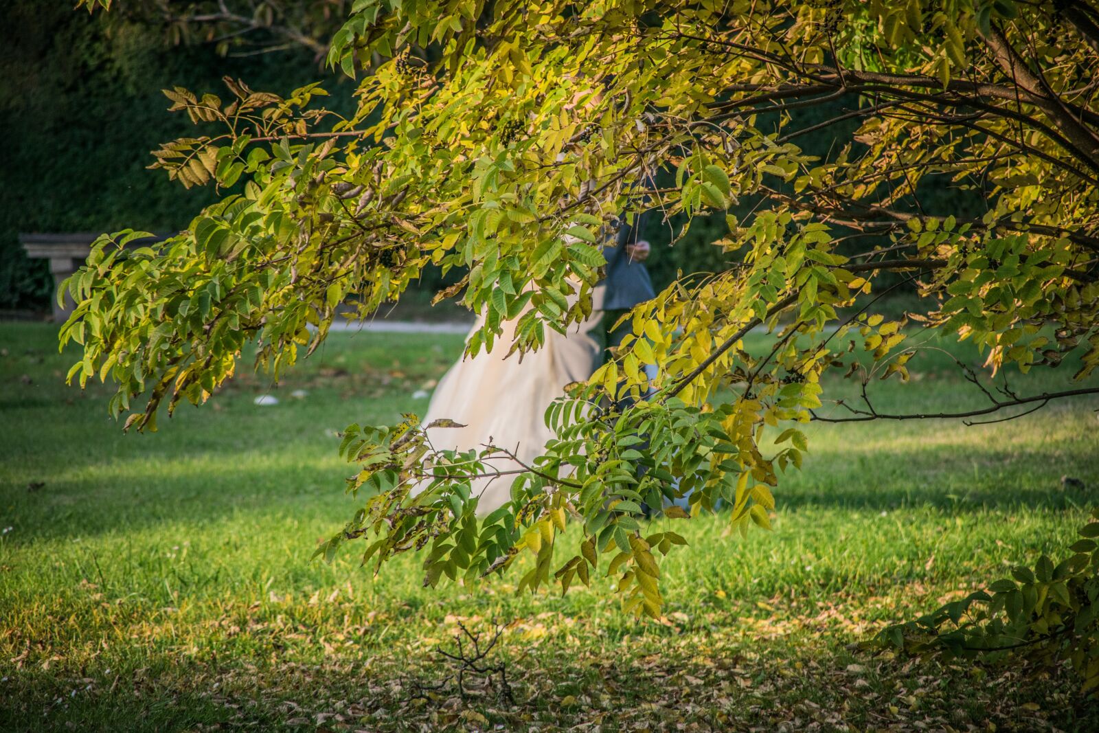 Nikon D5300 sample photo. Park, tree, landscape photography