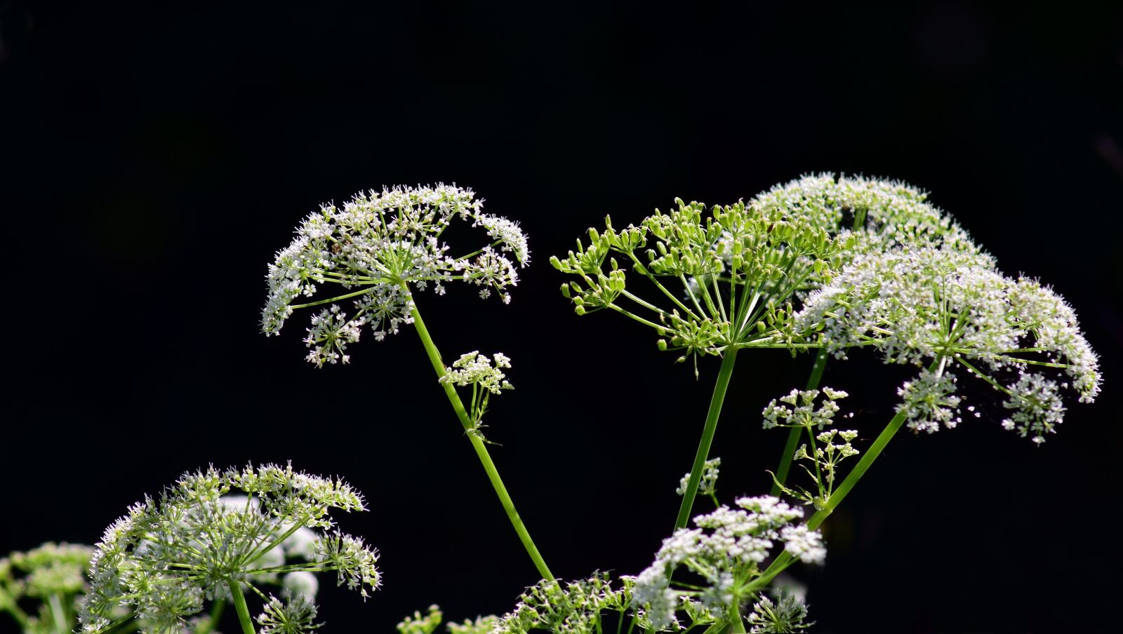 Nikon D3300 sample photo. Cow parsley, hemlock, chervil photography