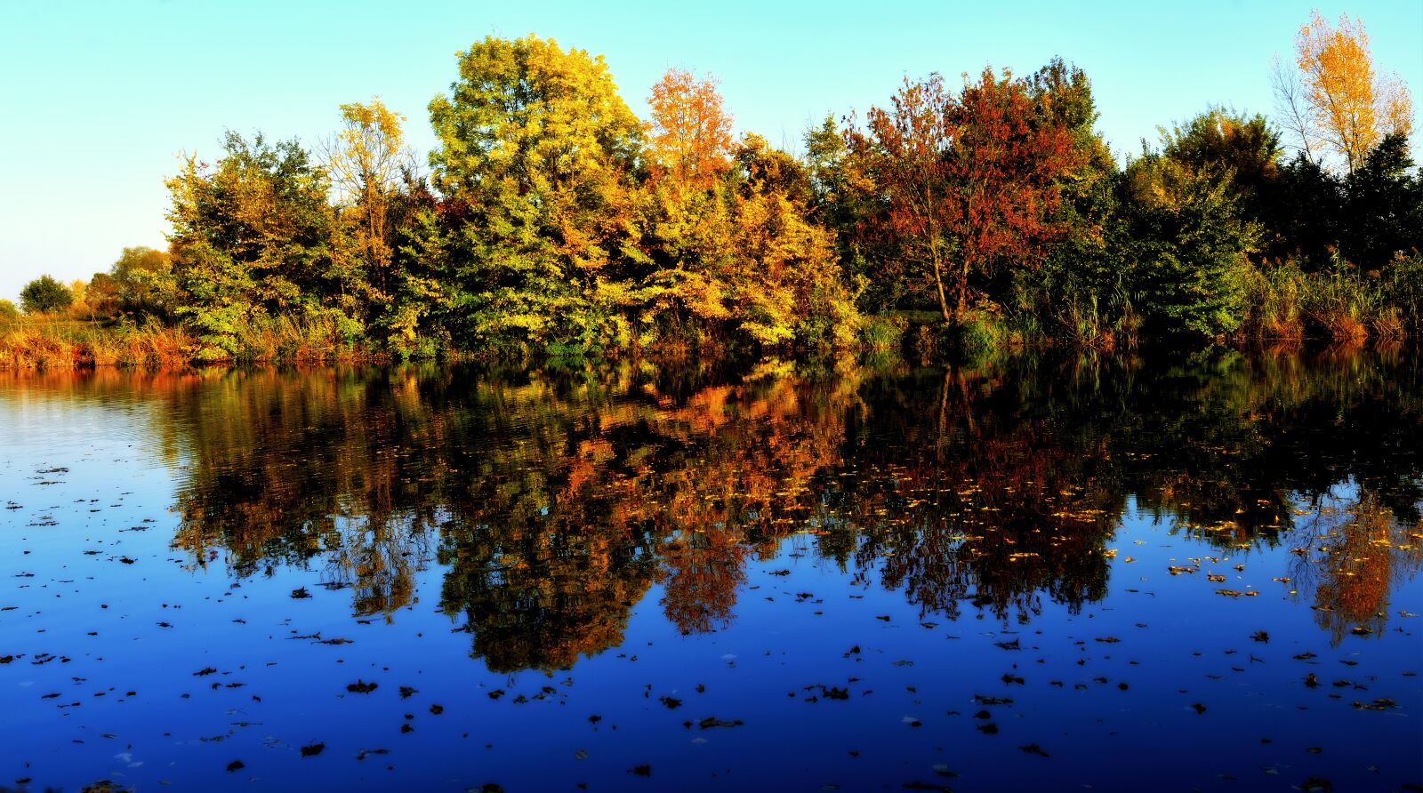 Nikon D610 sample photo. Autumn, trees, forest photography
