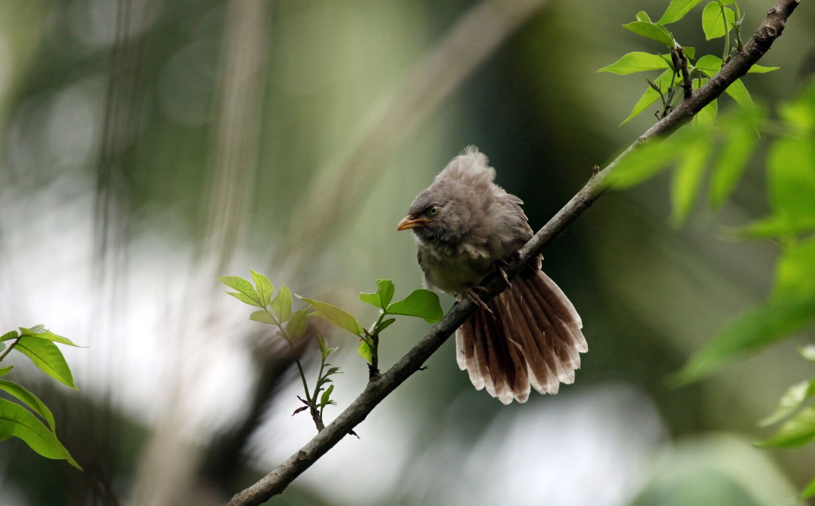 Canon EOS 5D Mark II sample photo. Bird, mother, needs photography