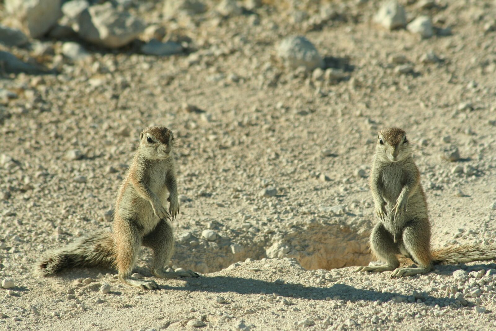 Canon EOS 350D (EOS Digital Rebel XT / EOS Kiss Digital N) sample photo. Cape ground squirrel, squirrel photography