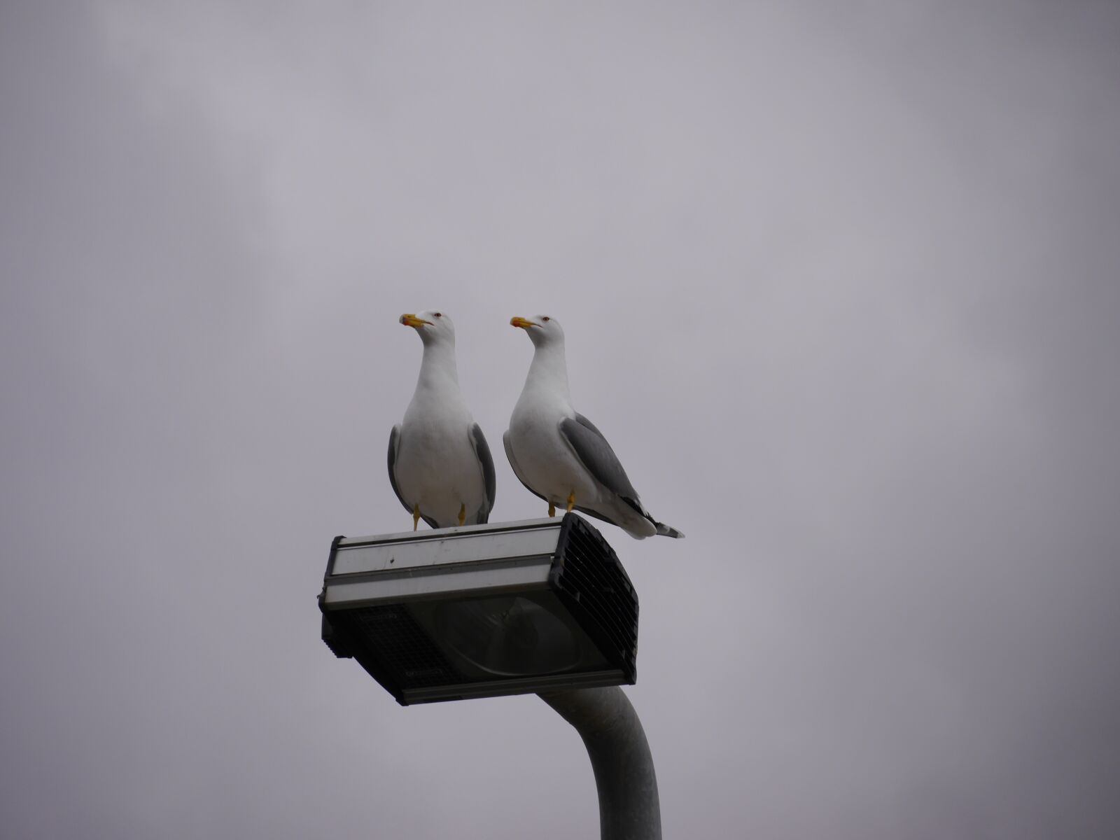 Panasonic Lumix DMC-G6 sample photo. Seagulls, birds, nature photography