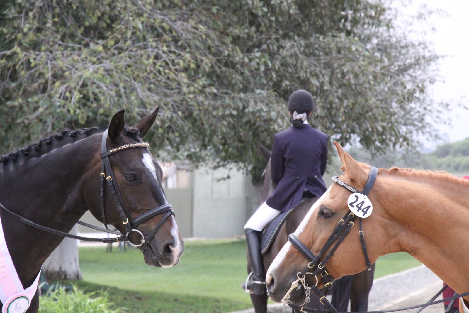 Canon EOS 50D sample photo. Horse, dressage, horse show photography