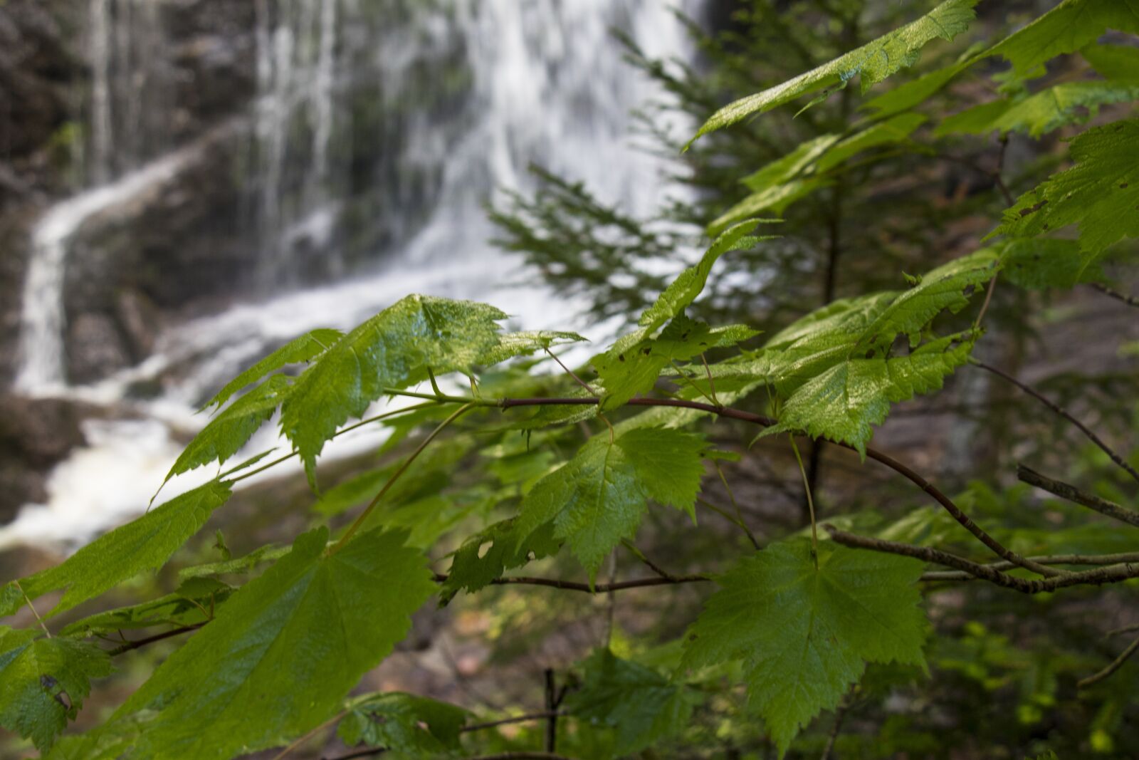 Canon EOS 7D Mark II sample photo. Maple leaves, nature, forest photography