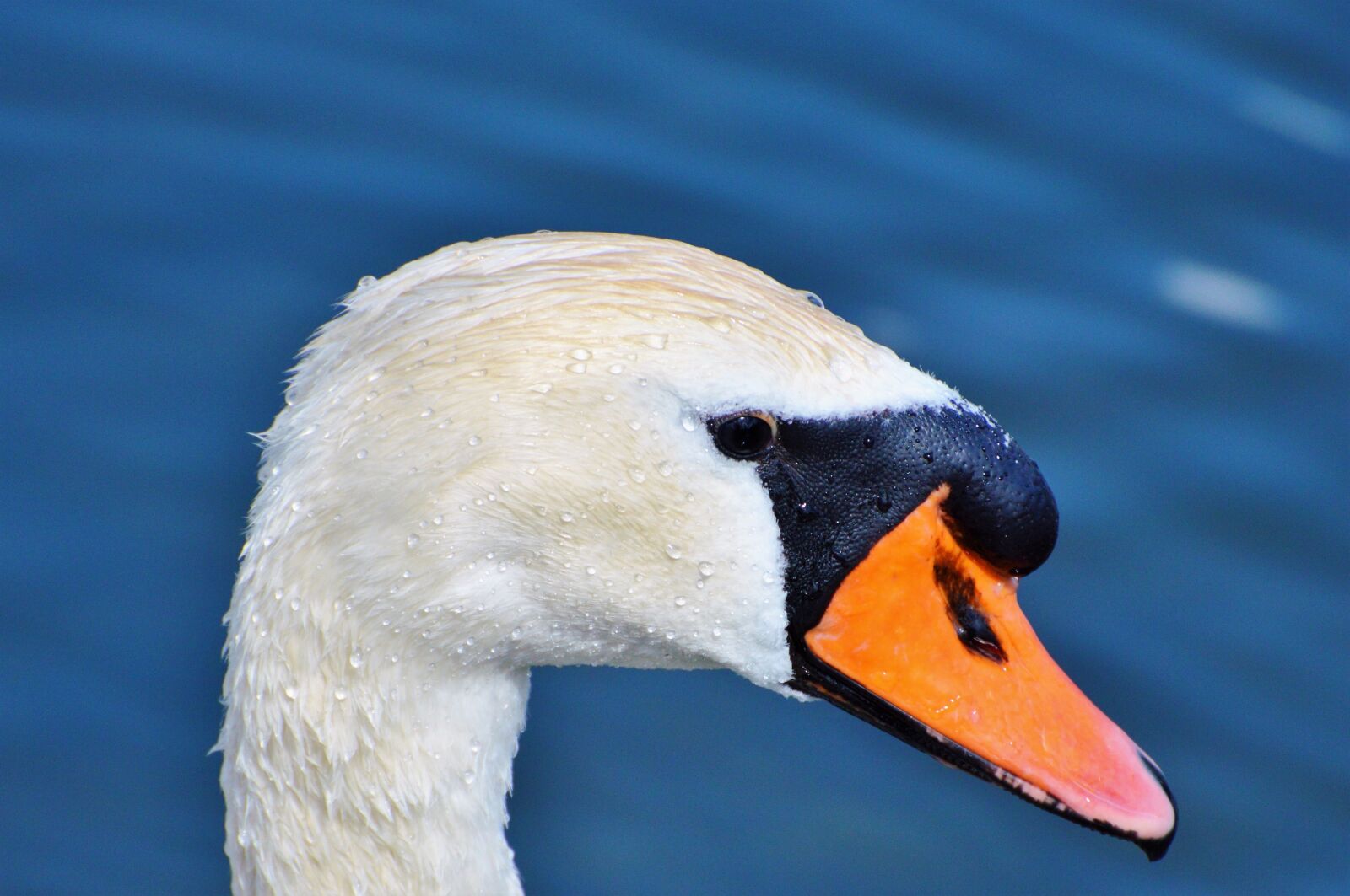 Nikon D3200 sample photo. Swan, swan head, water photography