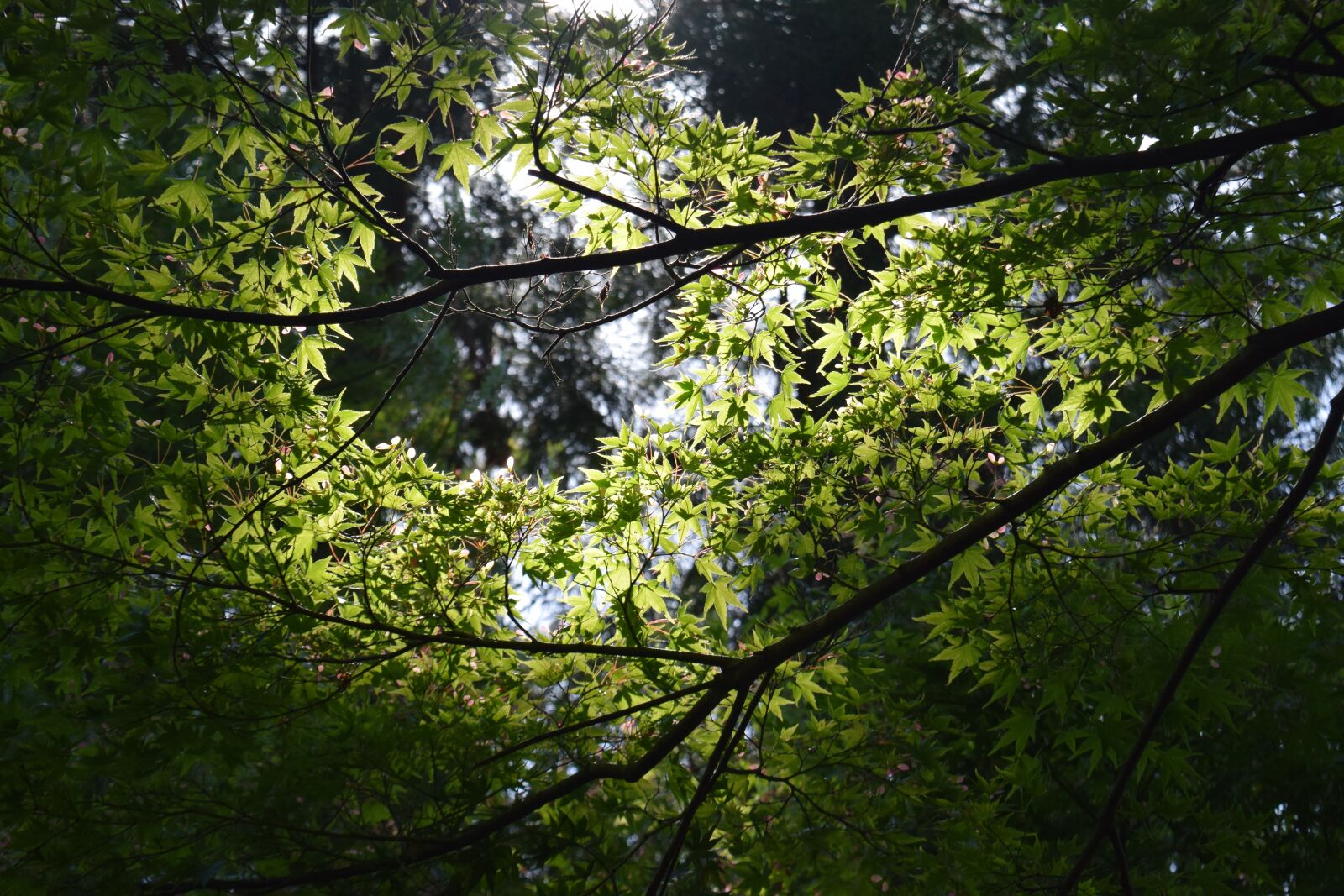 Nikon D3300 sample photo. Woods, sunbeams photography