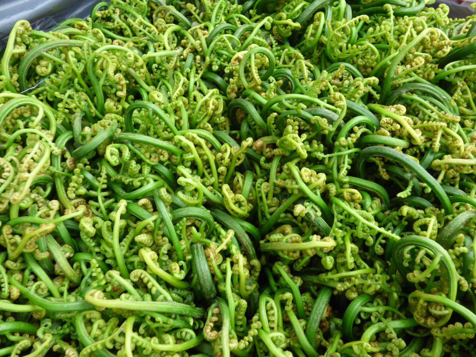 Panasonic Lumix DMC-FZ70 sample photo. Food, fiddleheads, market photography