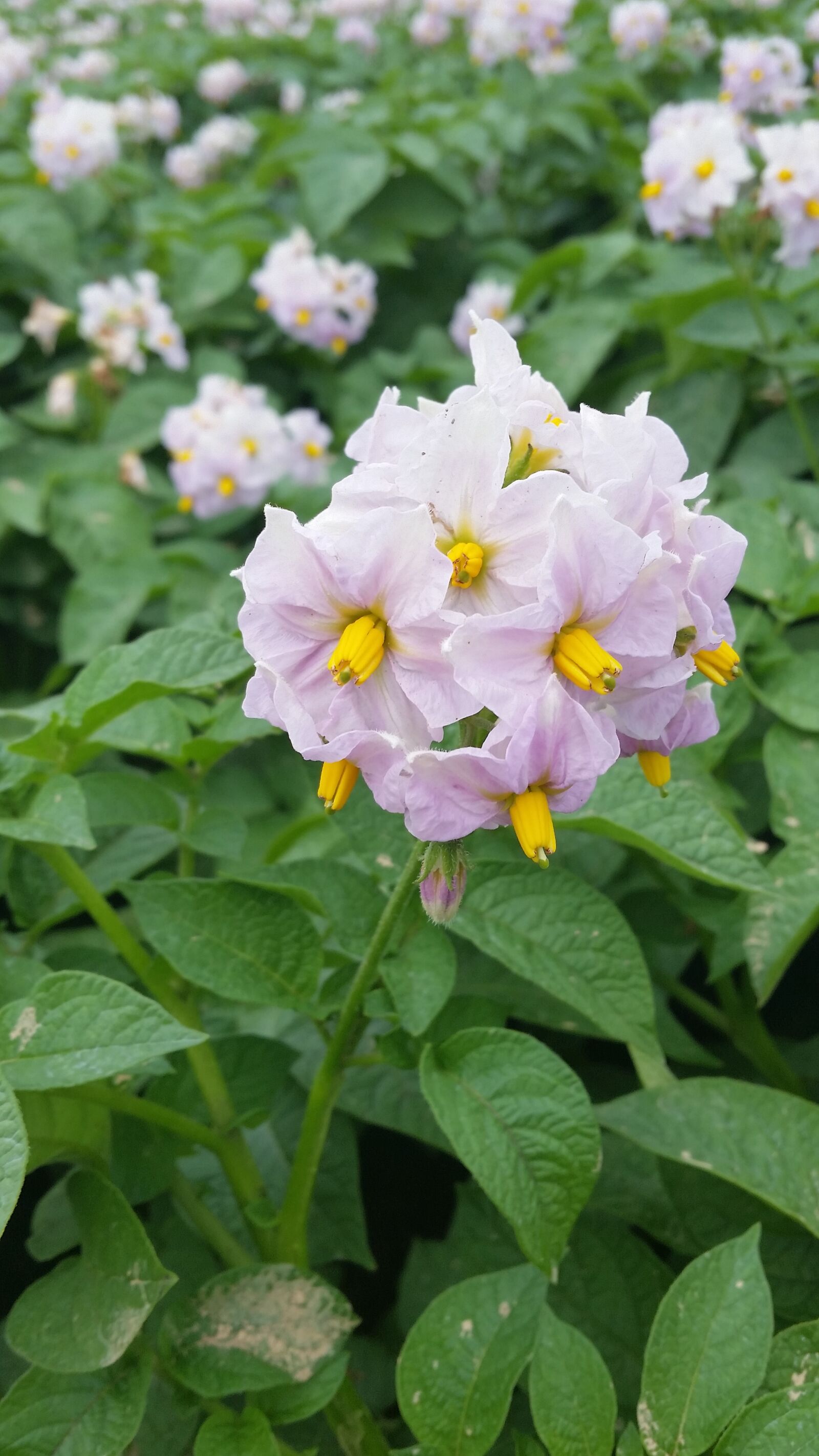 Samsung Galaxy S5 sample photo. Flower, potato, field photography