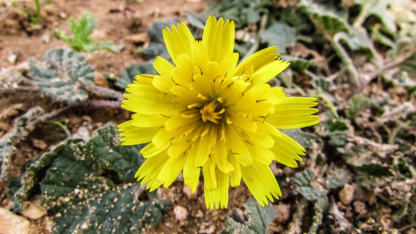 Canon PowerShot SX400 IS sample photo. Cyprus, cavo greko, wild photography