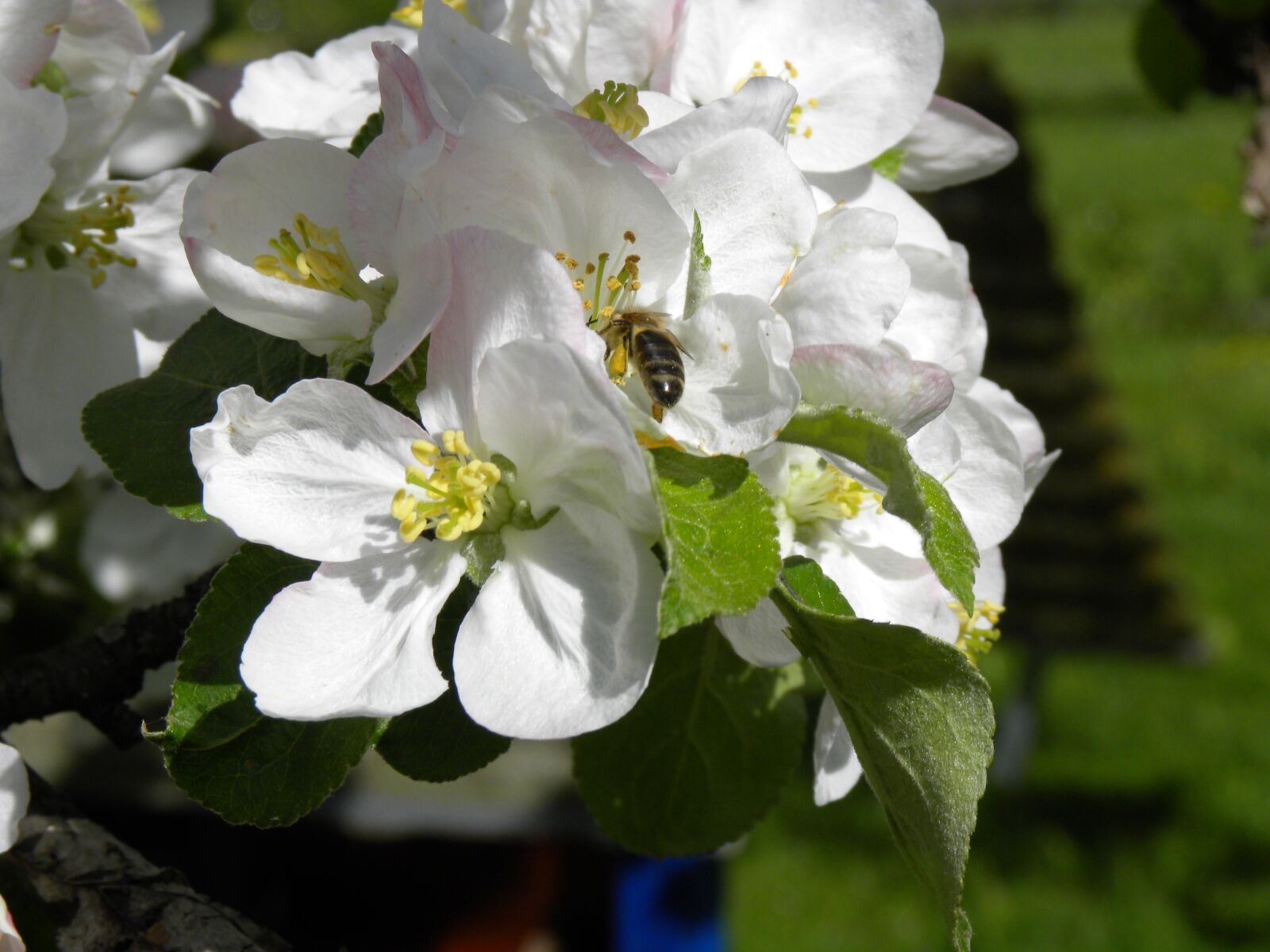 Nikon Coolpix P90 sample photo. Apple blossom, bee, nature photography