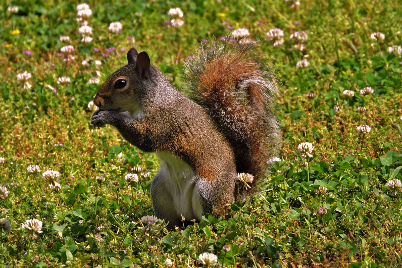 Nikon Coolpix P600 sample photo. Squirrel, nature, animal photography