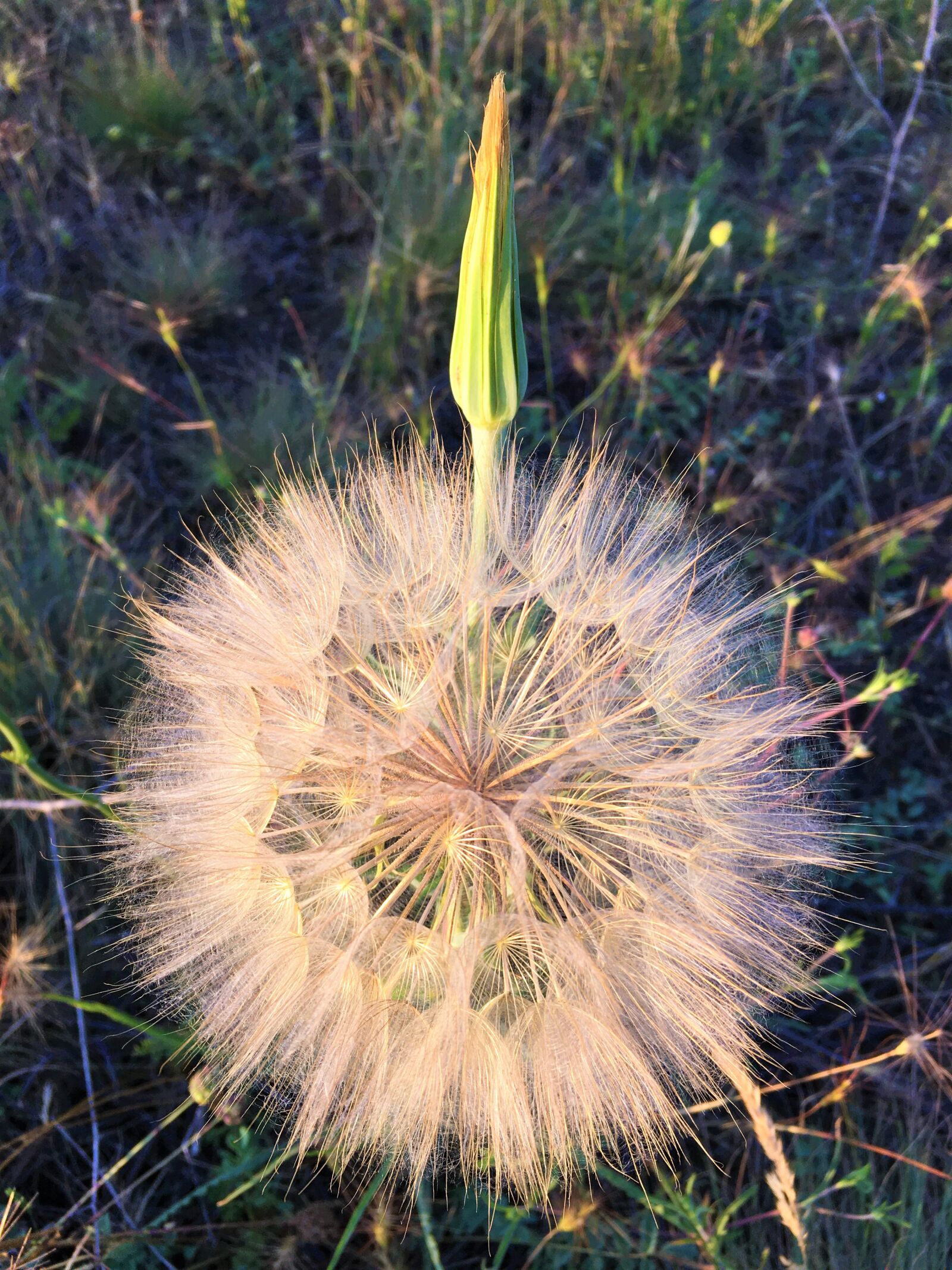 iPhone 6s back camera 4.15mm f/2.2 sample photo. Flower, ot, nature photography