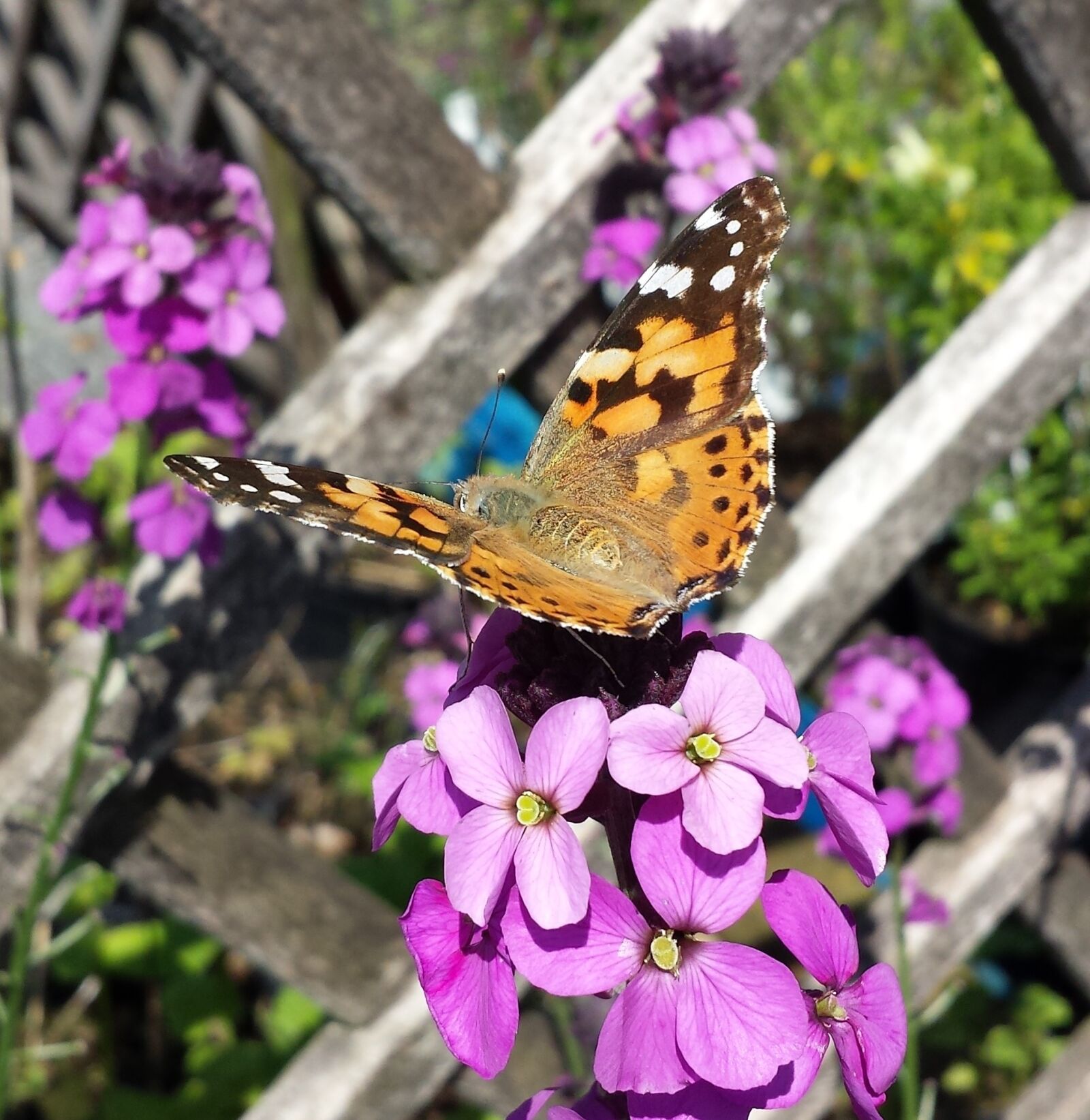 Samsung Galaxy S4 sample photo. Painted lady, butterfly, insect photography