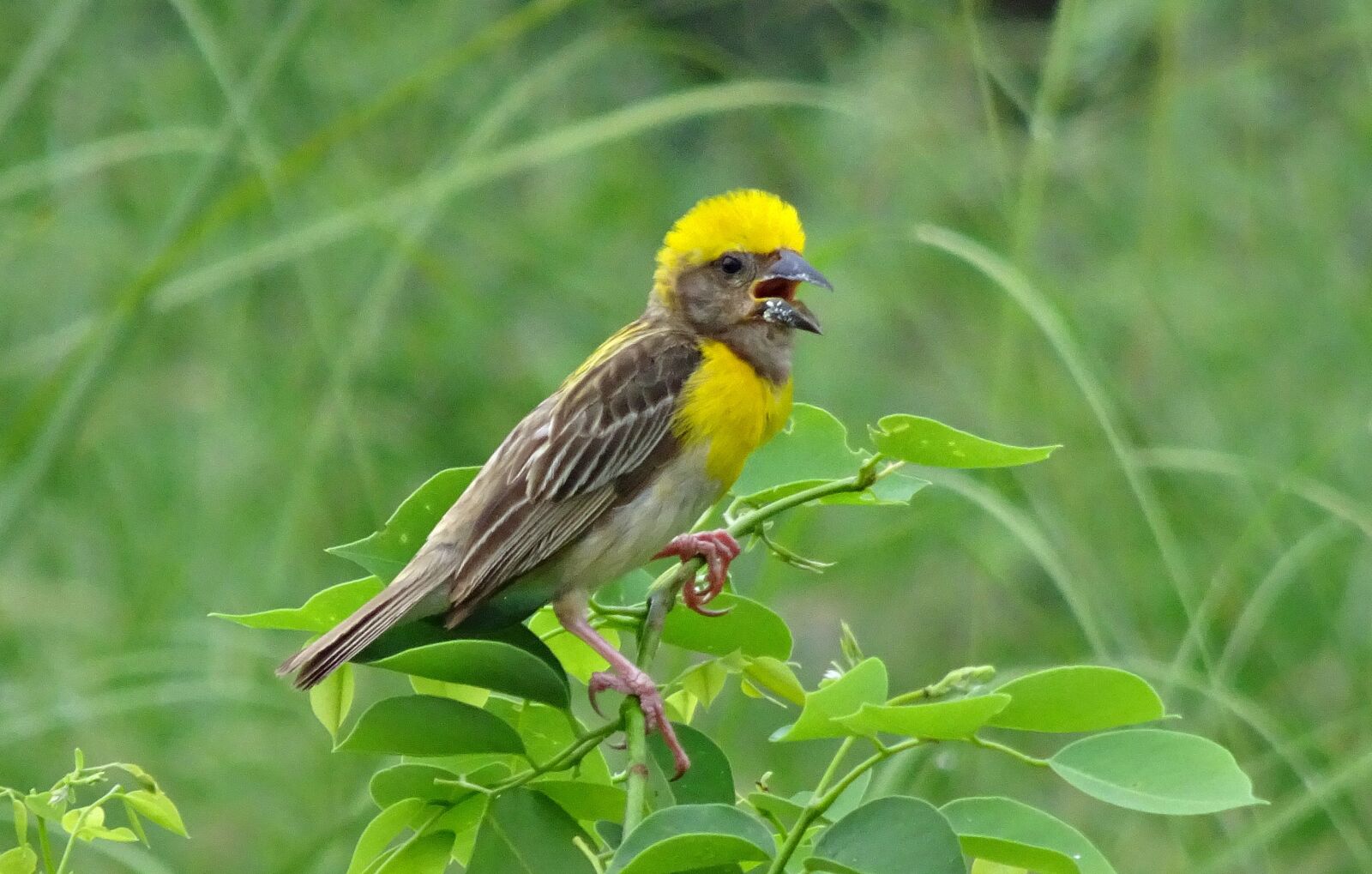 Sony Cyber-shot DSC-HX90V sample photo. Bird, baya weaver, ploceus photography