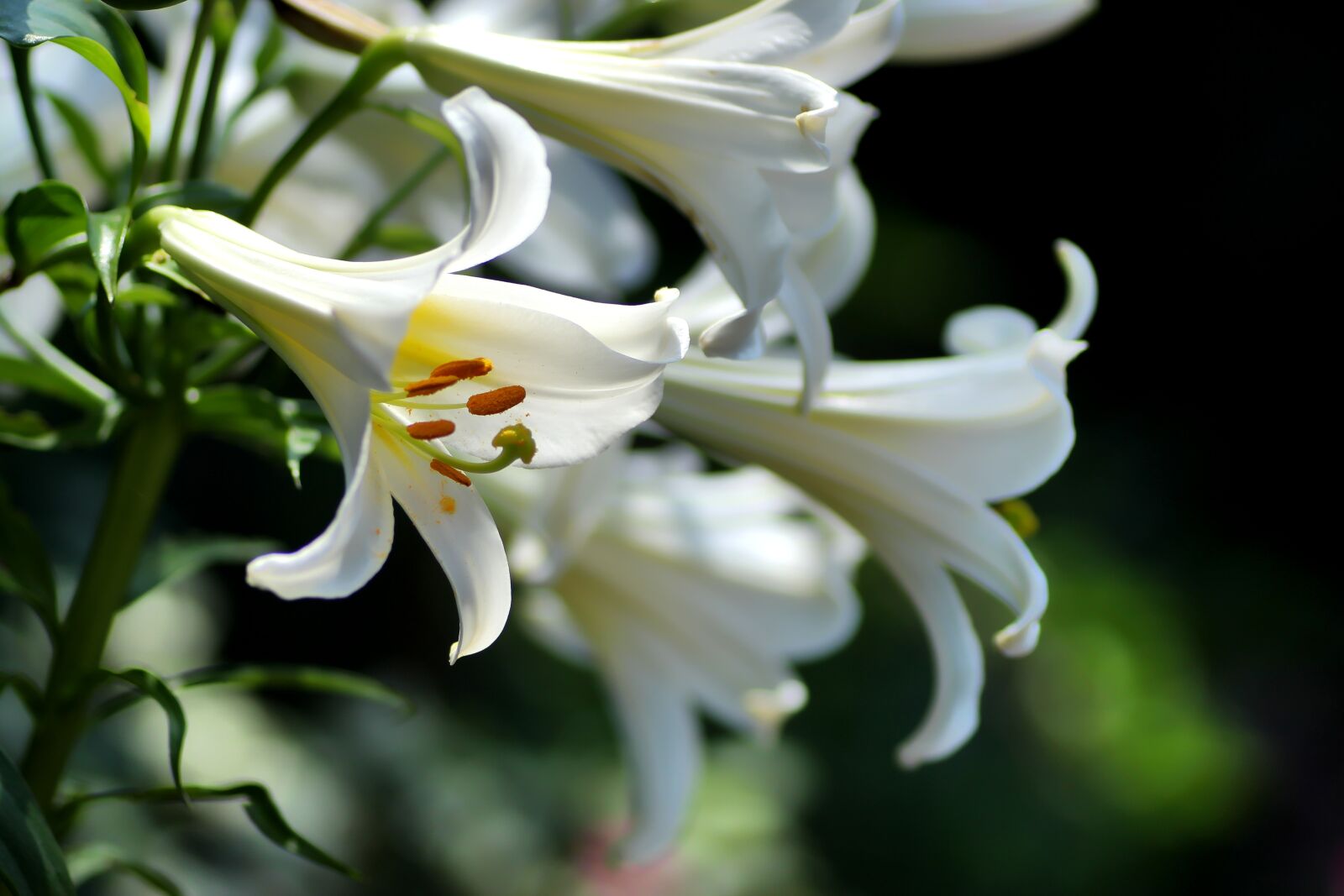 Tamron SP 90mm F2.8 Di VC USD 1:1 Macro sample photo. Lily, lilies, white photography