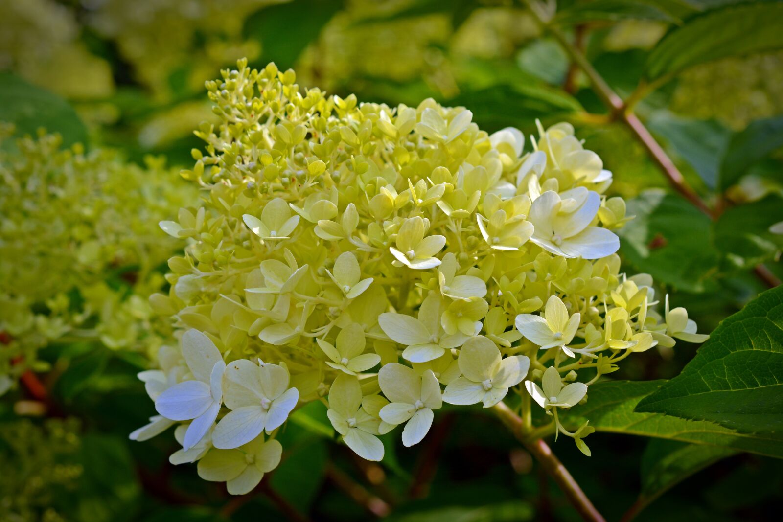 Nikon D5200 sample photo. Panicle hydrangea, hydrangea, flowers photography