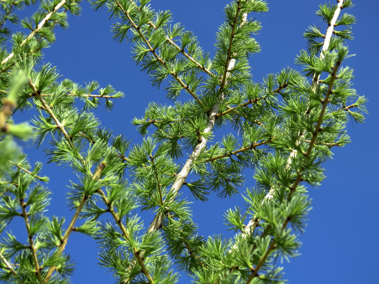 Canon PowerShot SX60 HS sample photo. Branch, larch, needles photography