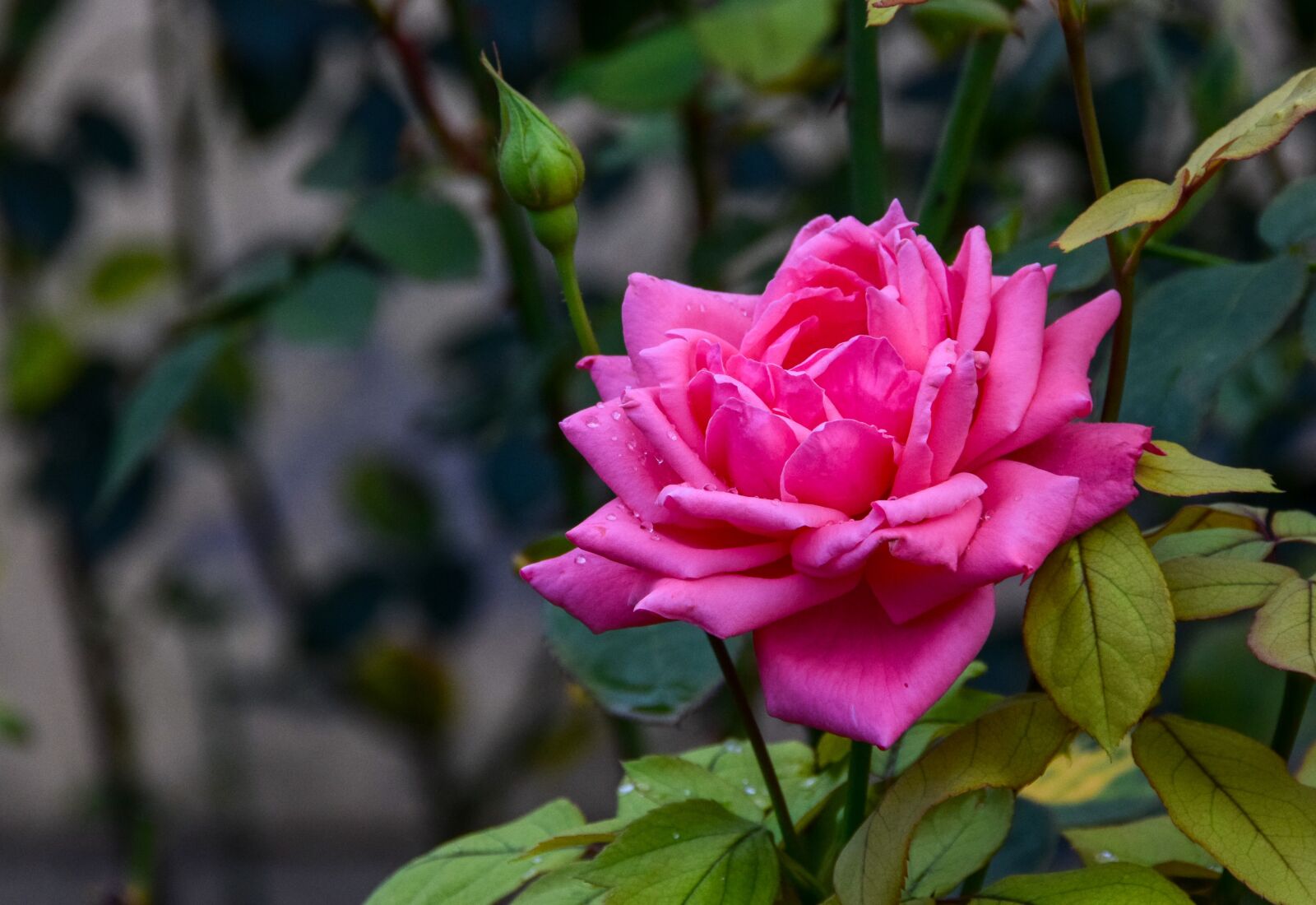 Nikon D3300 sample photo. Flower, green, leaf photography