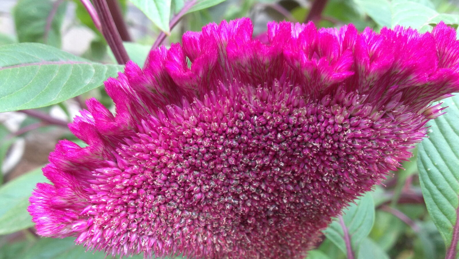 Apple iPhone 4S sample photo. Flowers photography