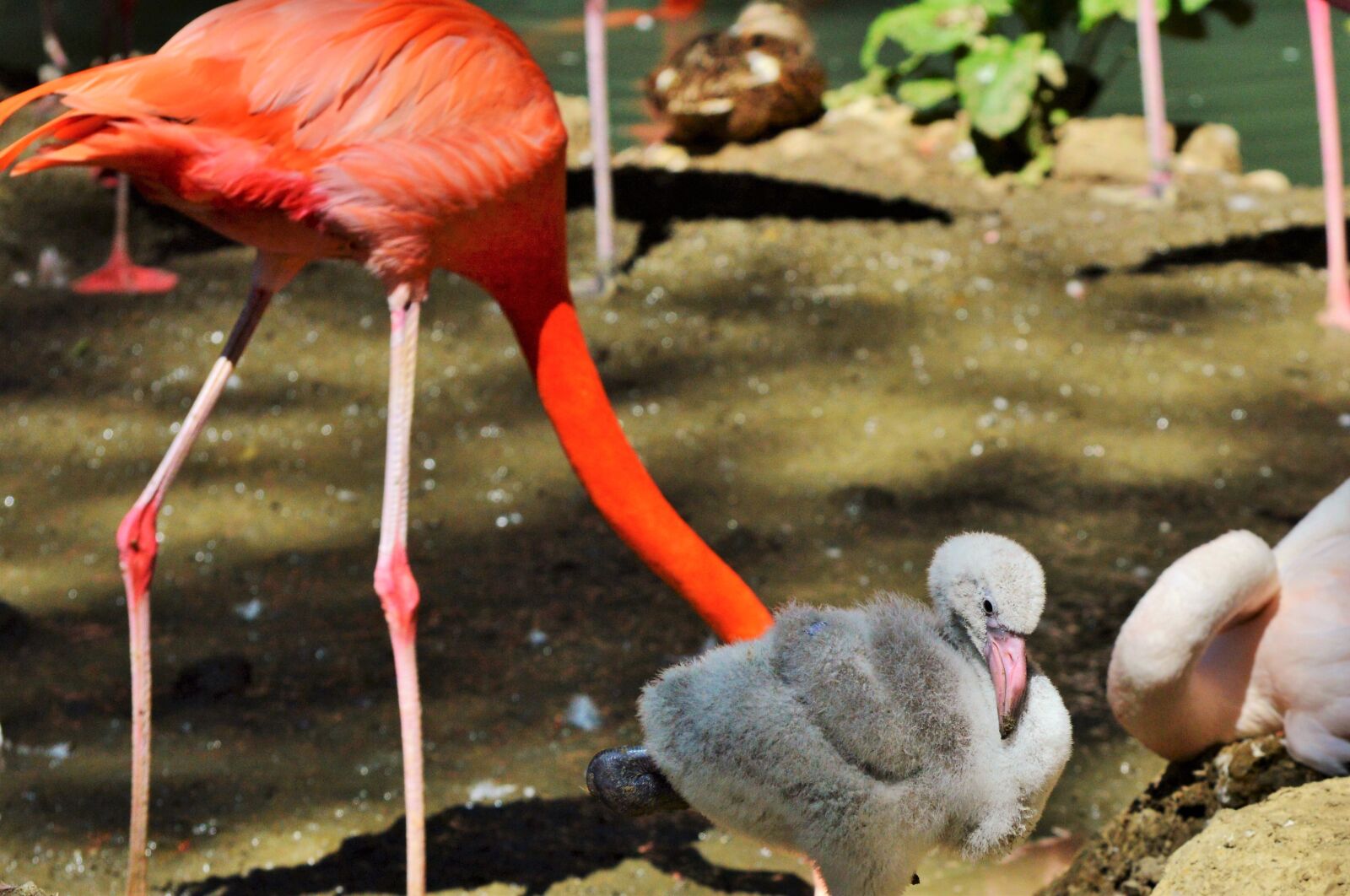 Nikon D3200 sample photo. Flamingo, bird, pink photography